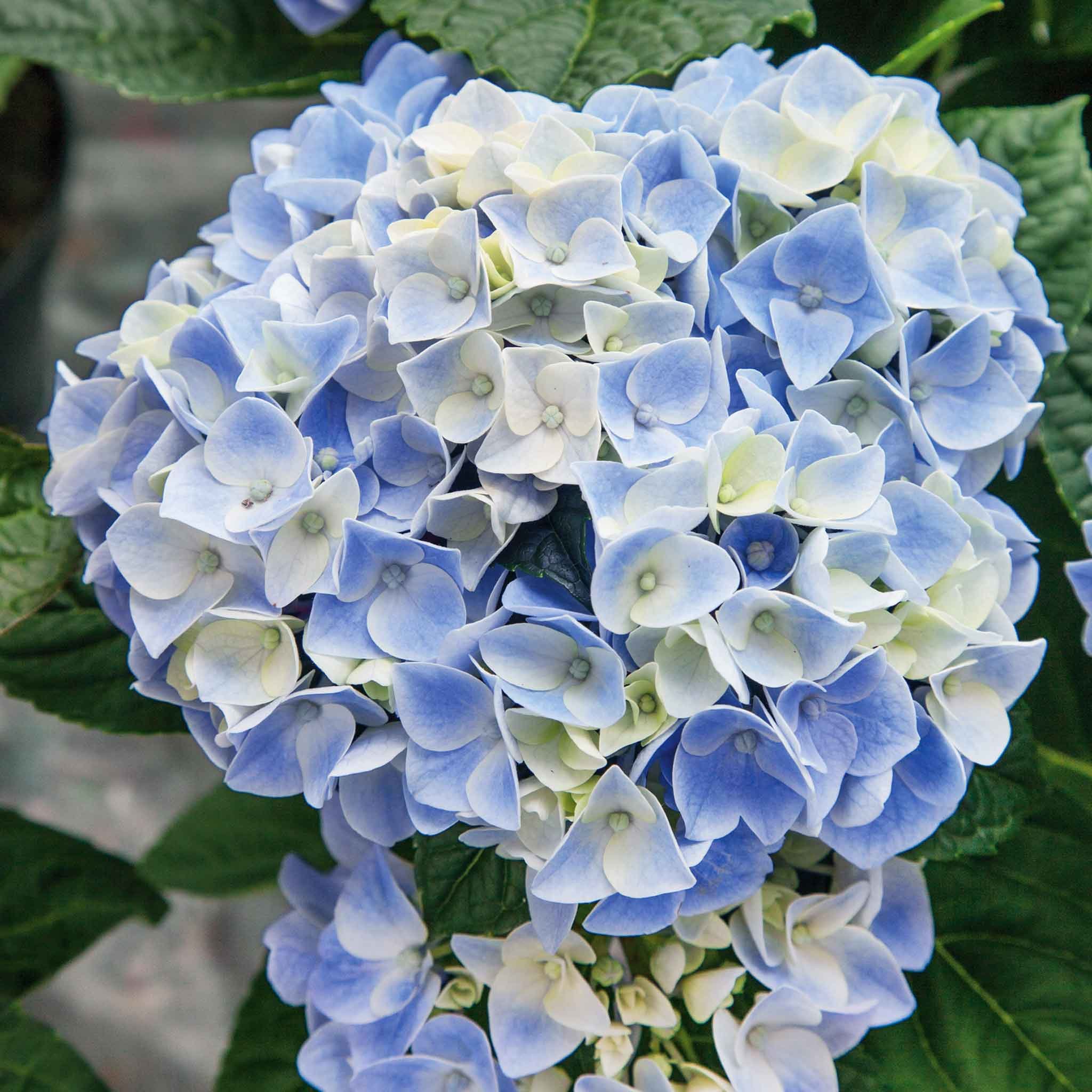 Marshalls Garden Hydrangea 'My Beautiful Diva' - 12cm Plant