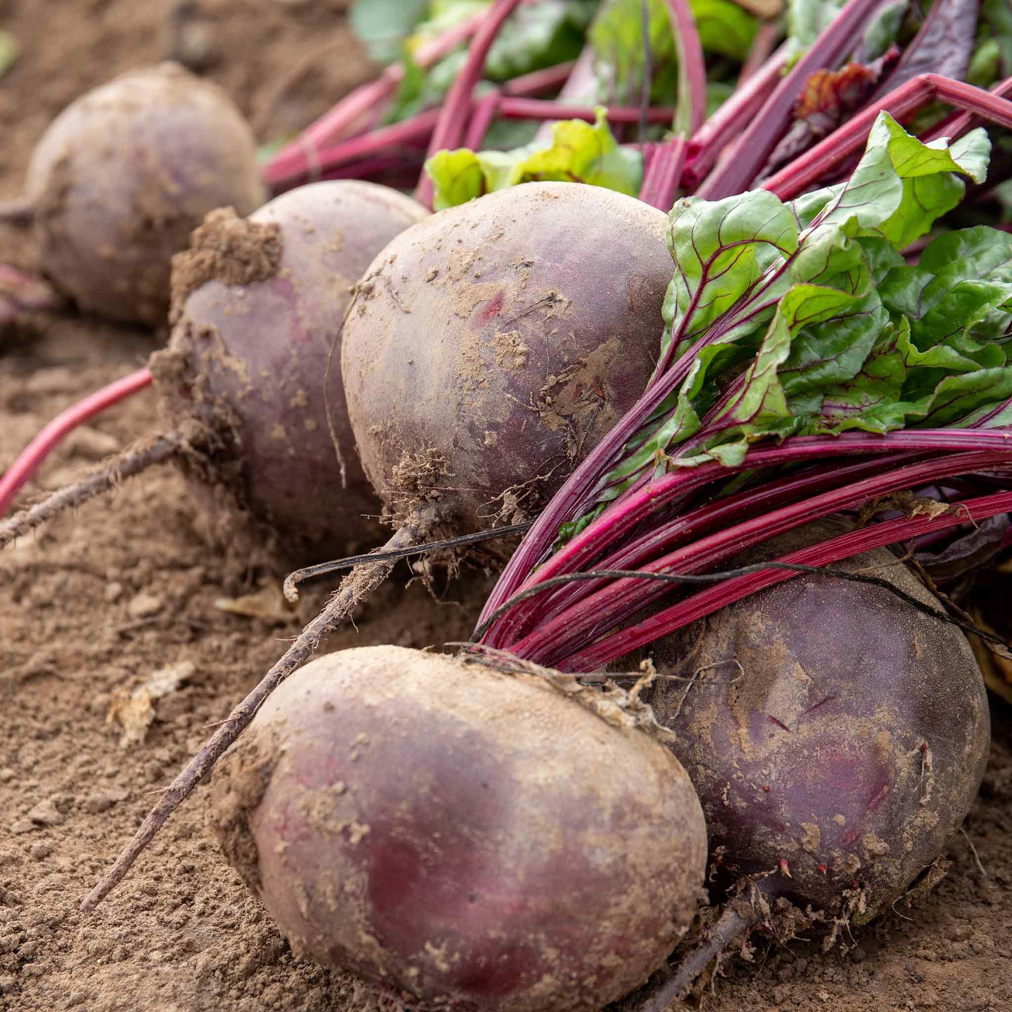 Marshalls Garden Beetroot Seeds 'Pablo'  RHS AGM -  300 Seeds
