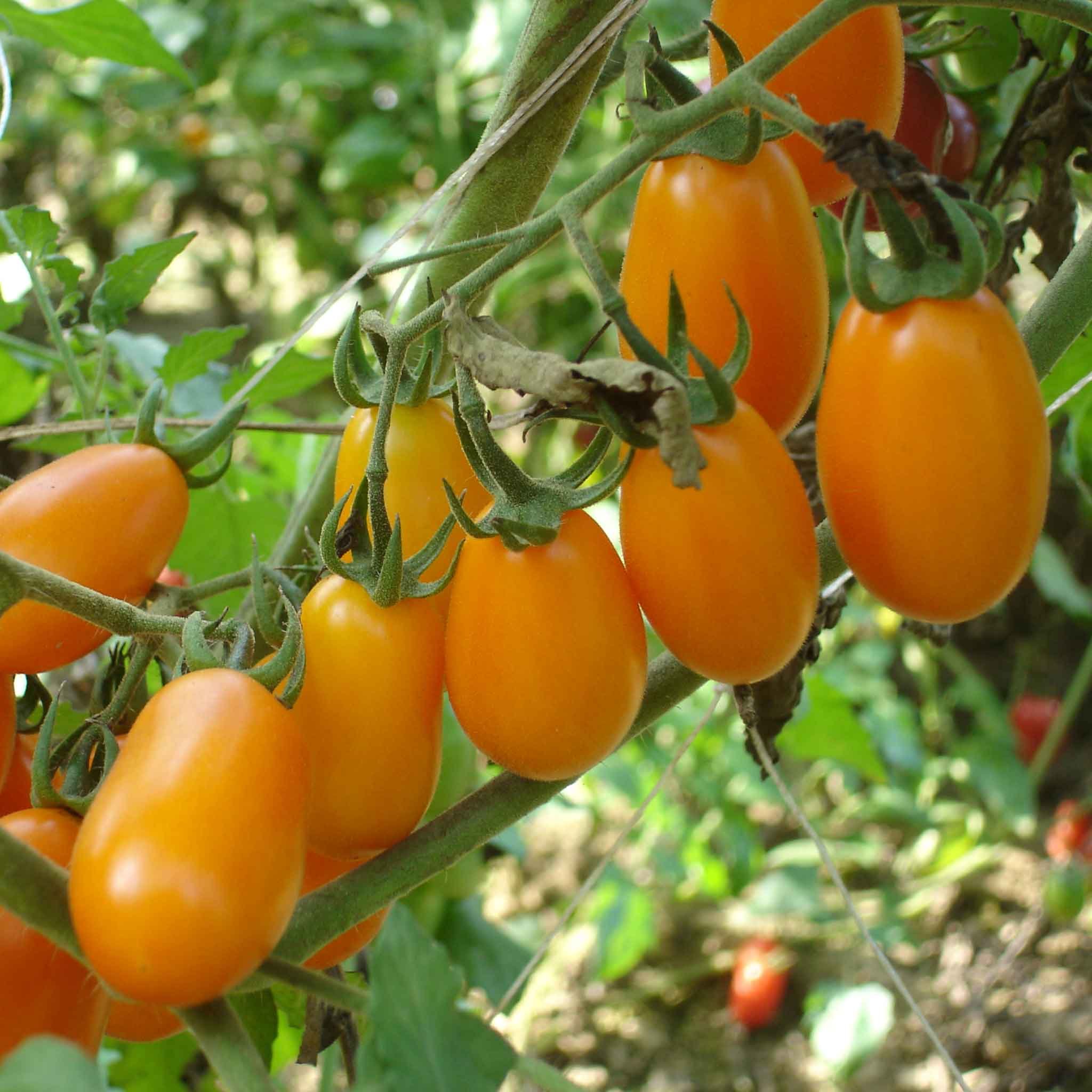 Marshalls Garden Tomato Seeds Lizziebell - Orange Baby Plum Cordon - 8 Seeds