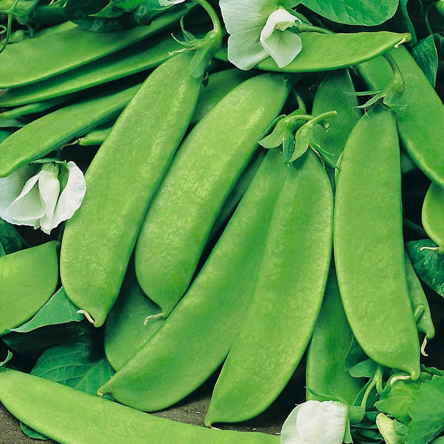Marshalls Garden Pea Seeds Mangetout 'Oregon Sugar Pod' Extra-Large - 200 Seeds