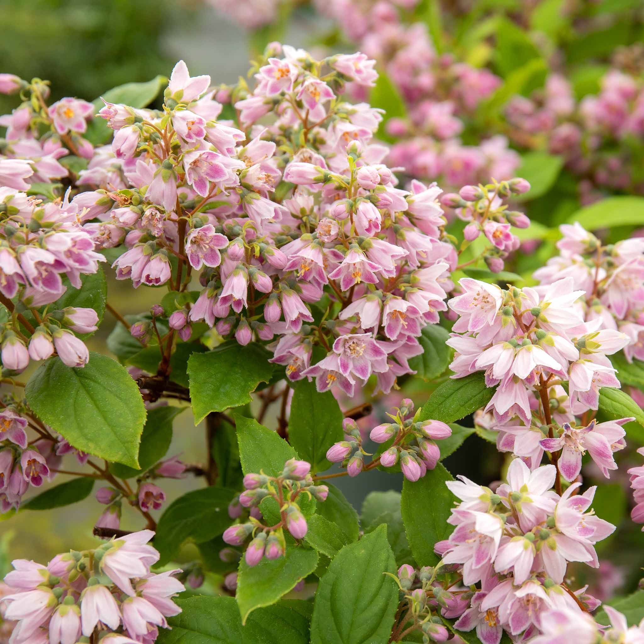 Marshalls Garden Deutzia 'Raspberry Sundae'  Hardy Shru - 9cm Plant