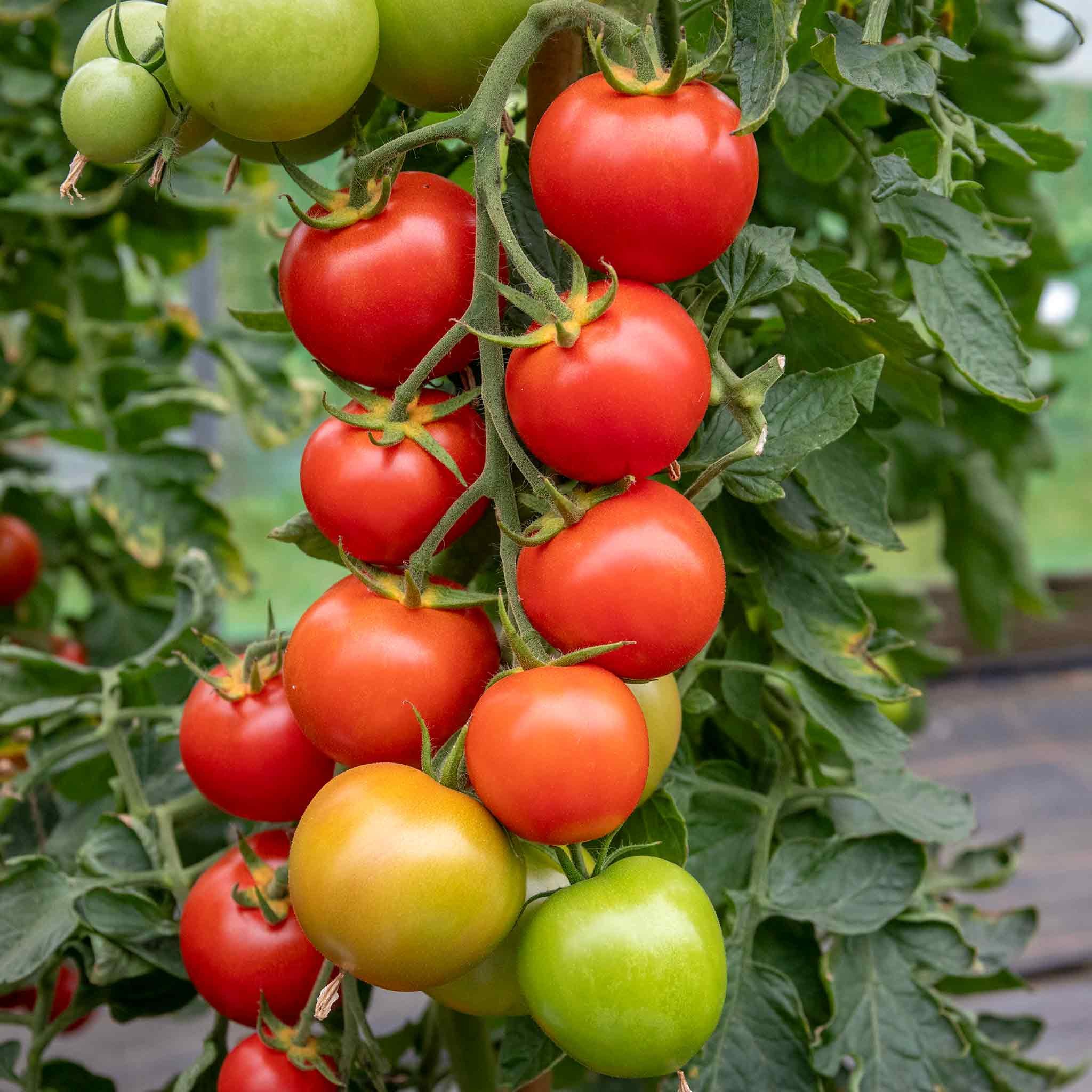 Marshalls Garden Cordon Tomato Seeds Moneymaker - 70 Seeds