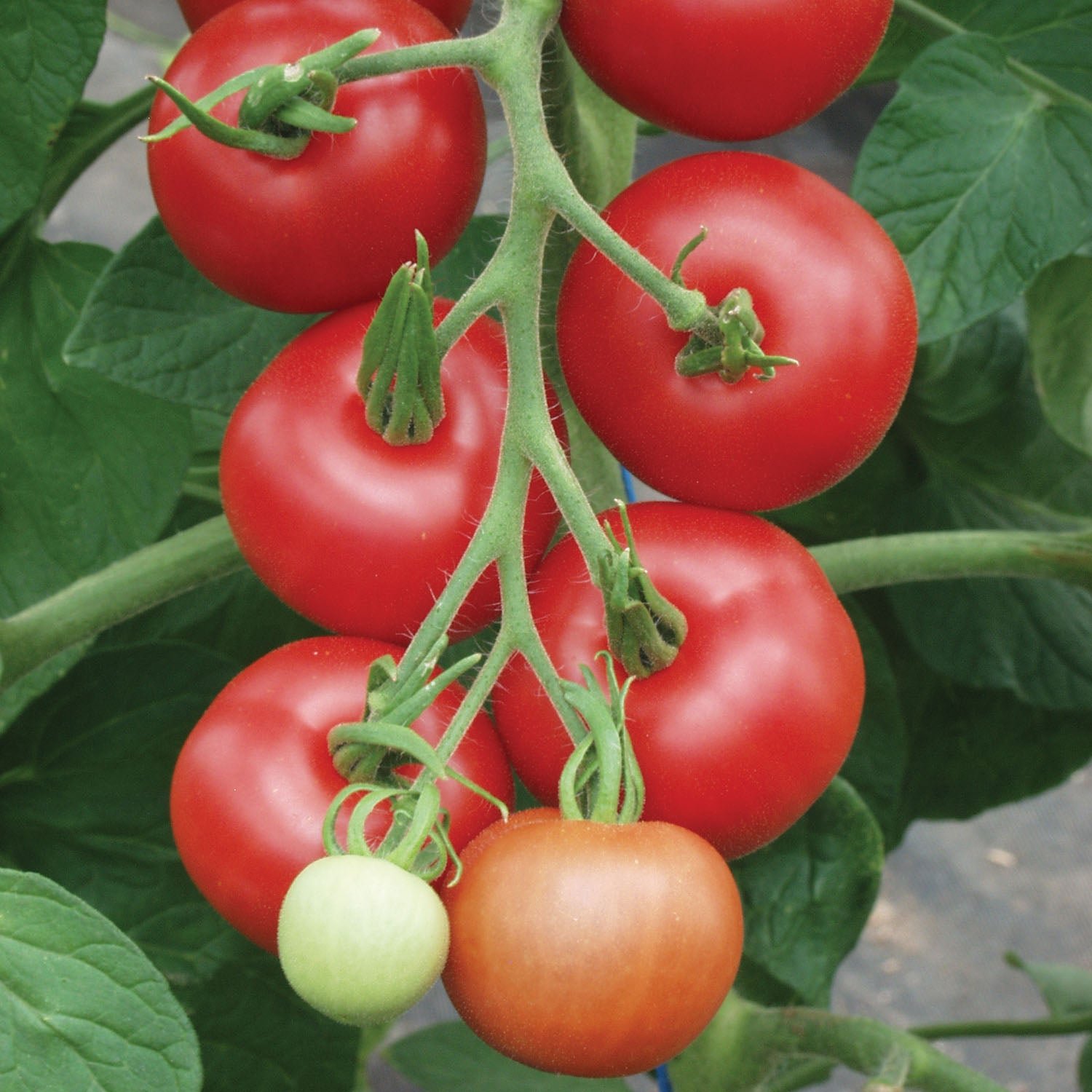 Unwins Organic Tomato Seeds 'Matina' - 45 Seeds