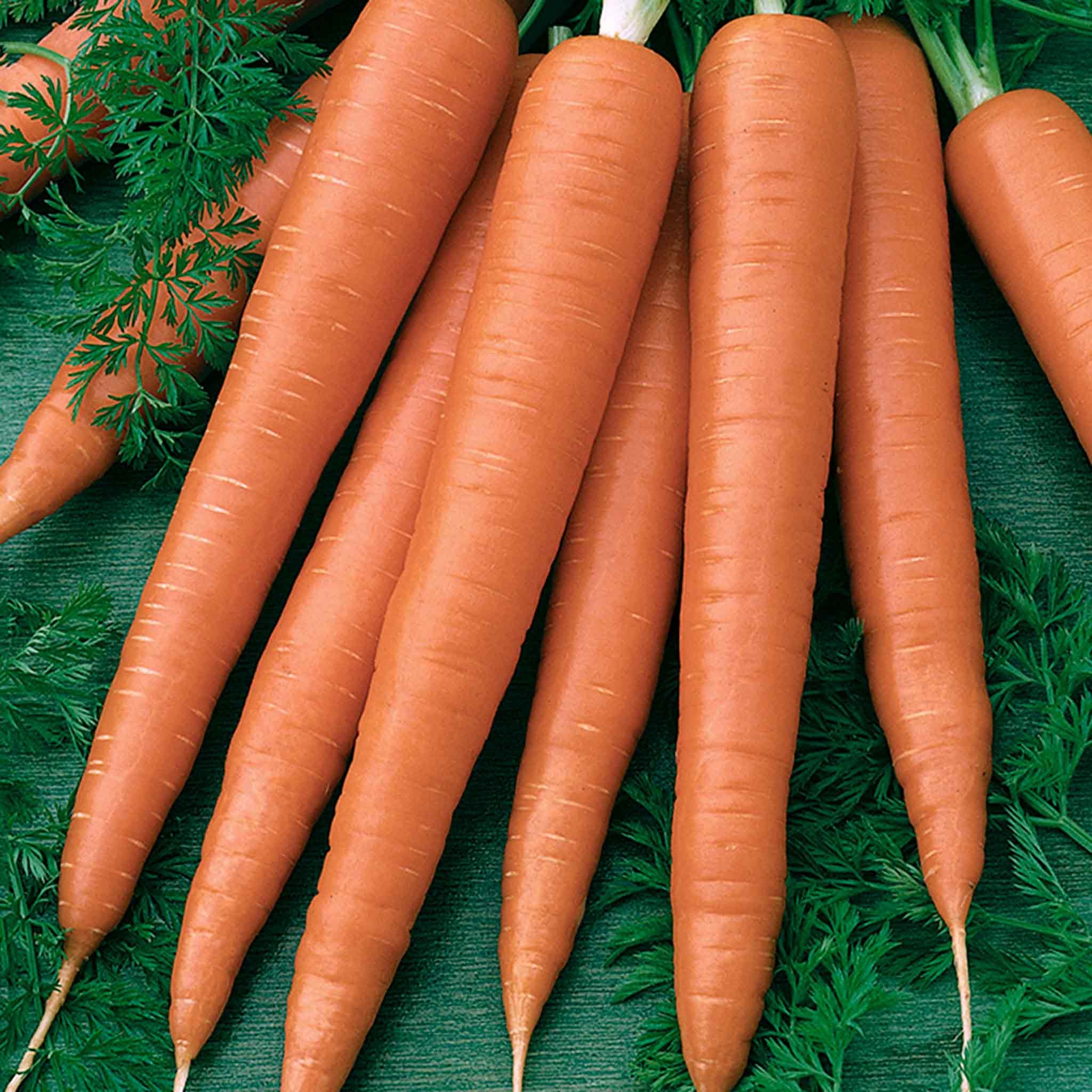 Marshalls Garden Carrot Seeds 'Sweet Candle' RHS Award-Winning - 300 Seeds