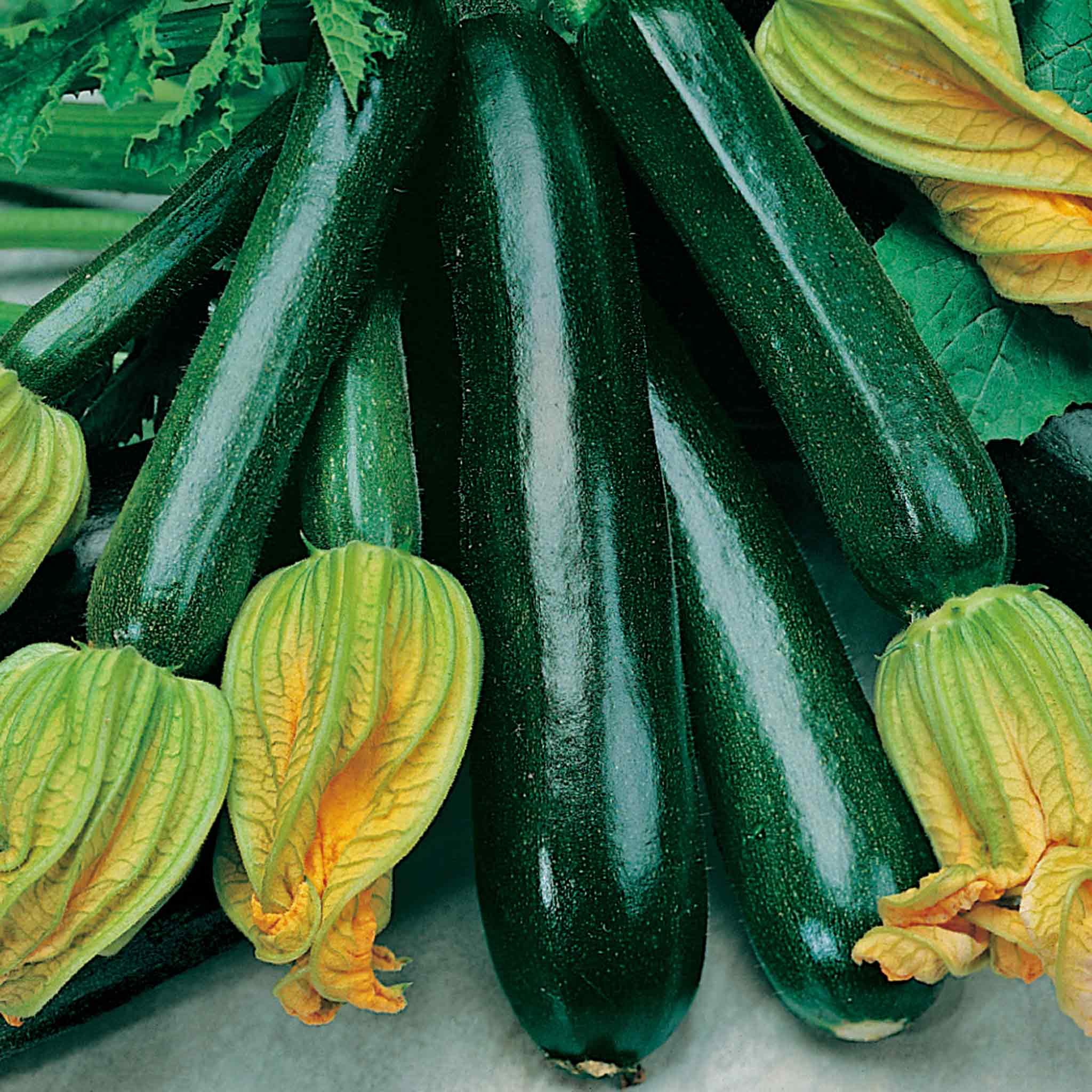 Unwins Organic Courgette Seeds 'Black Beauty' - 10 Seeds