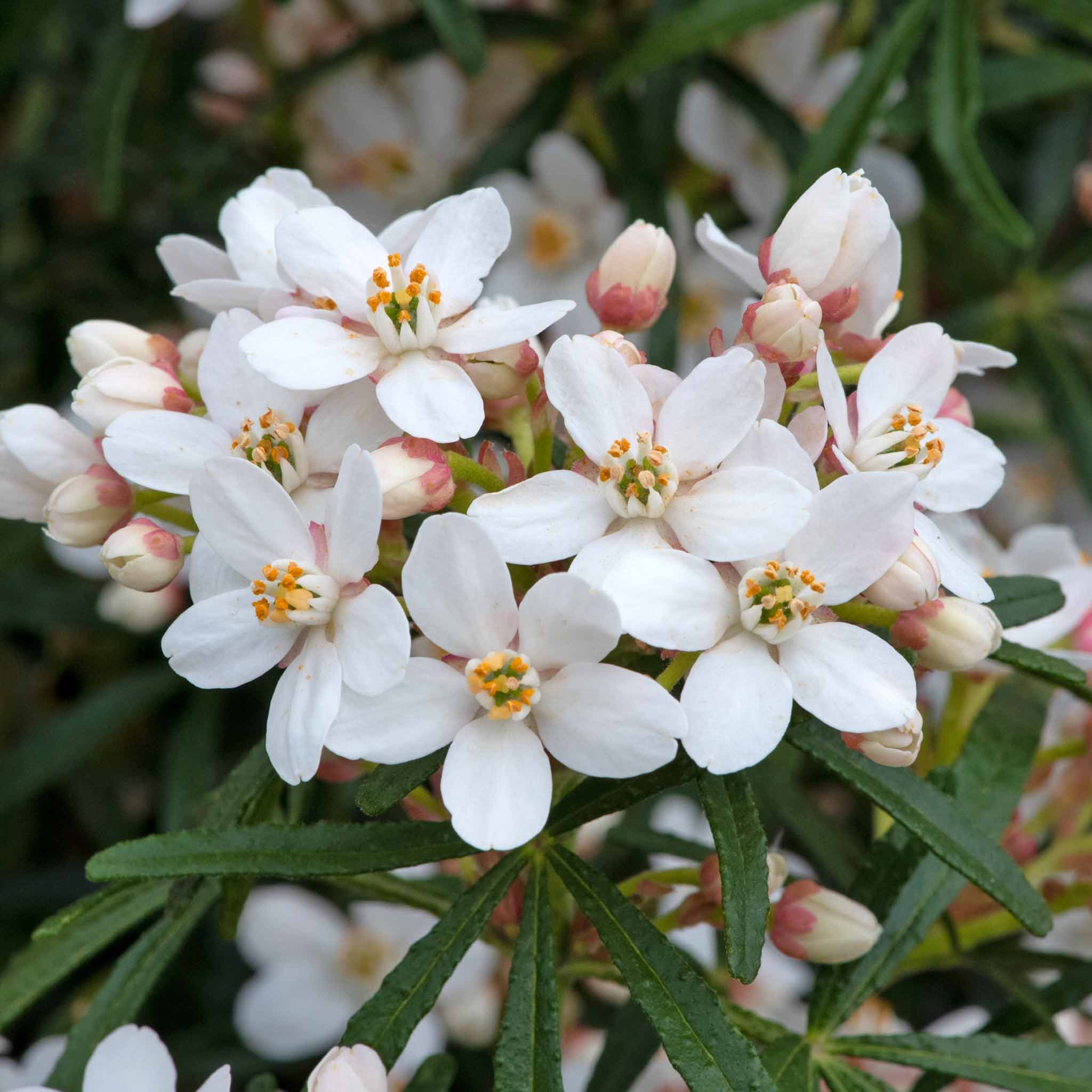 Marshalls Garden Choisya 'Scented Gem' -  9cm Plant