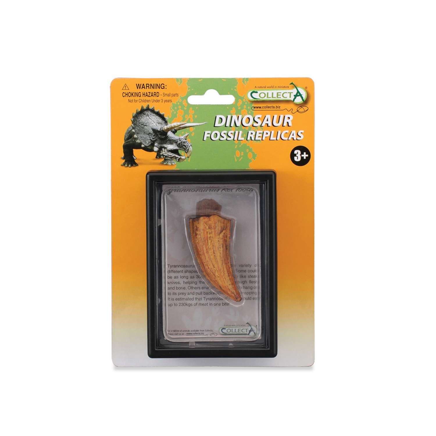 CollectA T-Rex Side Tooth In Display Case - 3 Years +