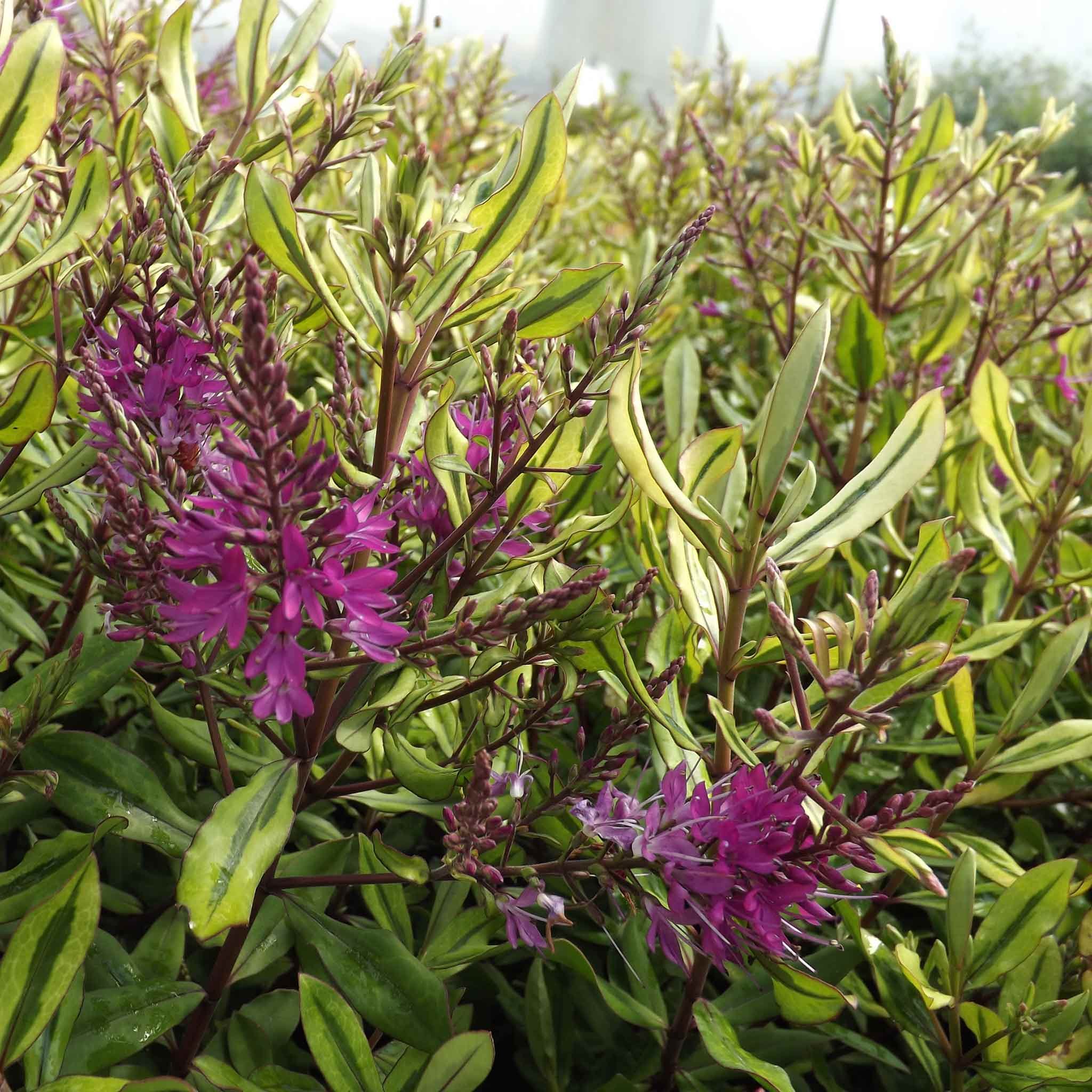 Marshalls Garden Hebe Wiri Celebration - 3 x 9cm Plants