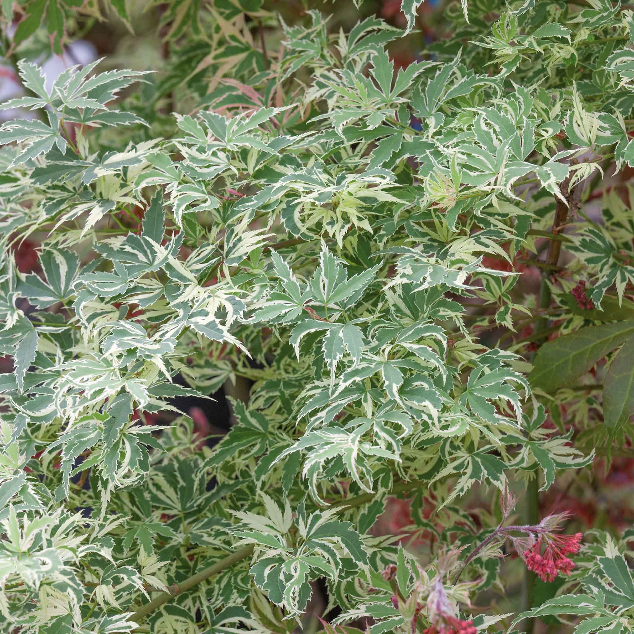Marshalls Garden Acer palmatum 'Butterfly' - 3 x 9cm Plants