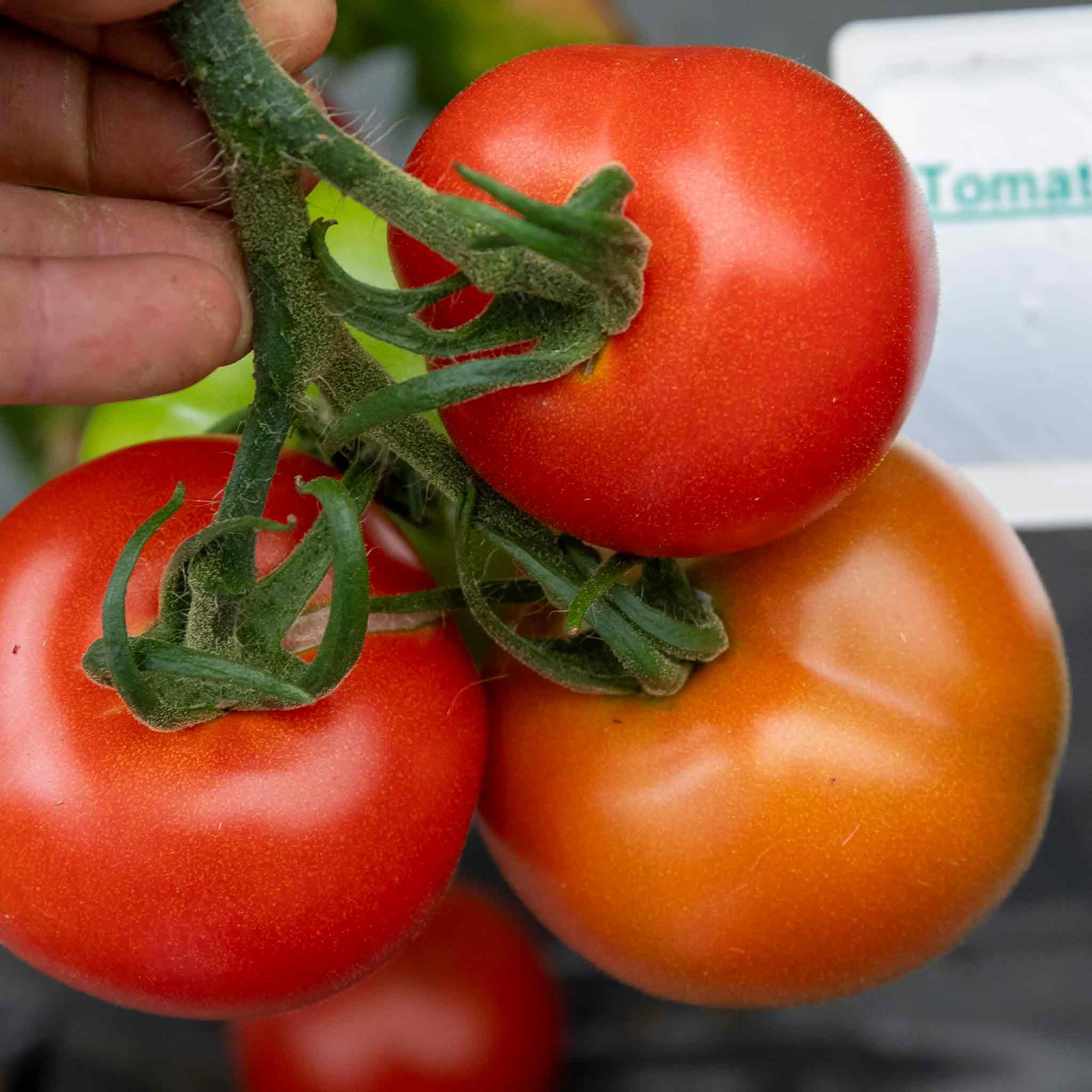 Marshalls Garden Cordon Tomato Seeds 'Alicante' - 75 Seeds