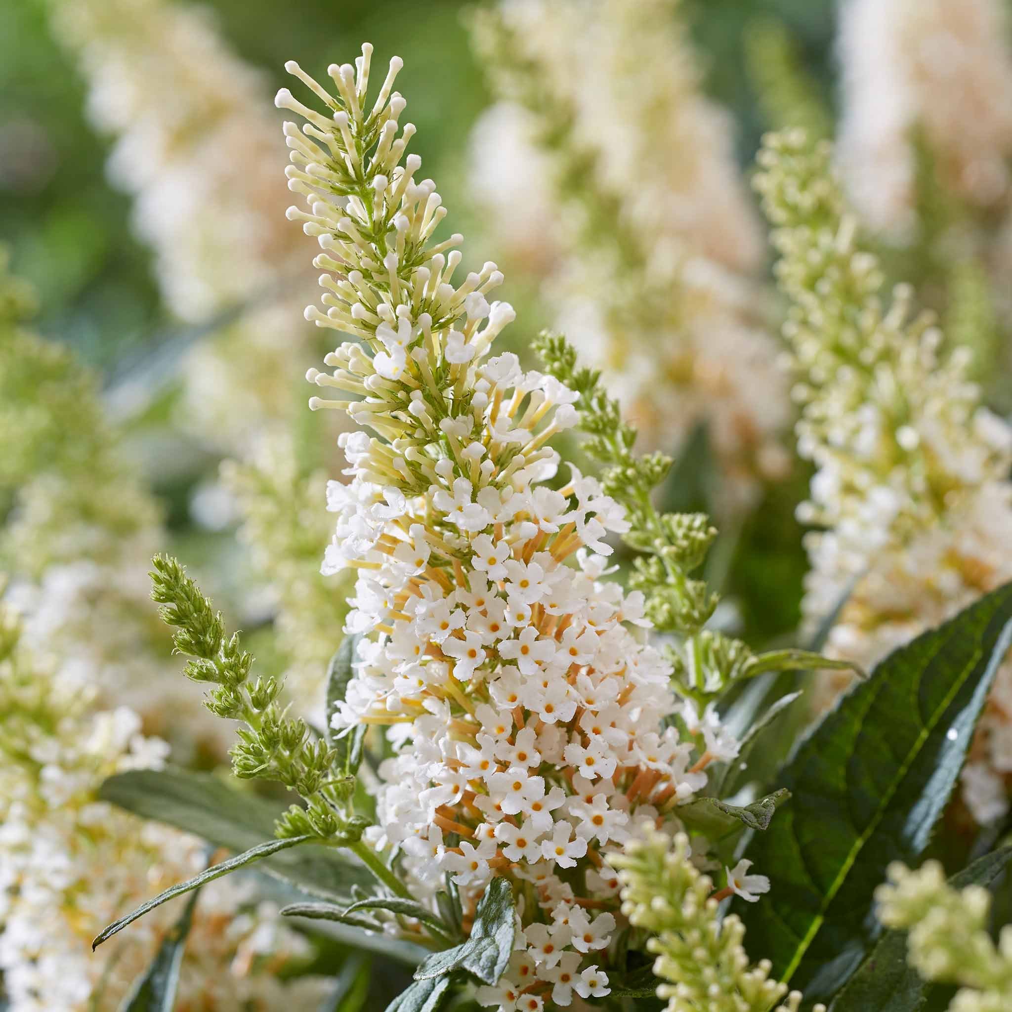 Marshalls Garden Buddleja 'Butterfly Candy Little White' - 9cm Plant