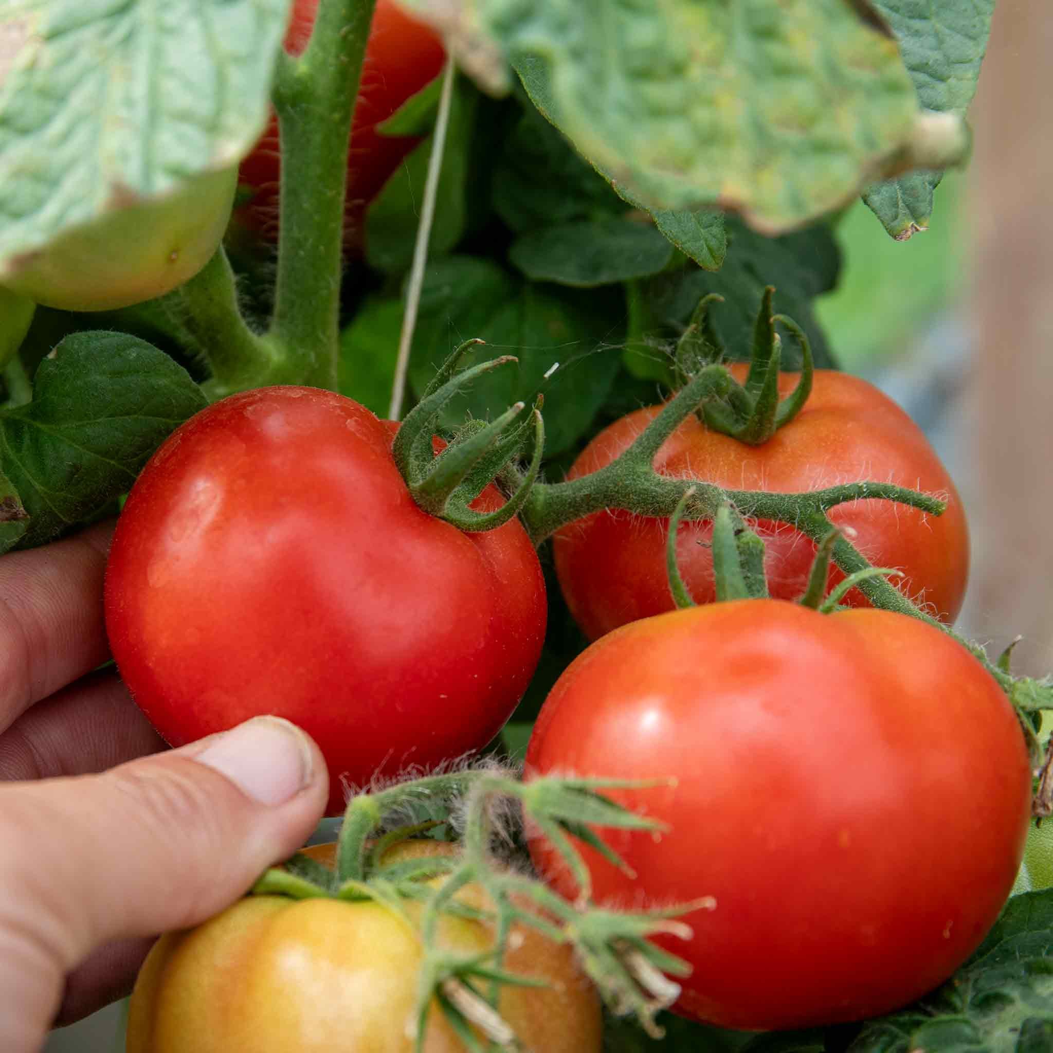 Marshalls Garden Tomato Seeds Summerlast F1 For Patio And Containers - 6 Seeds