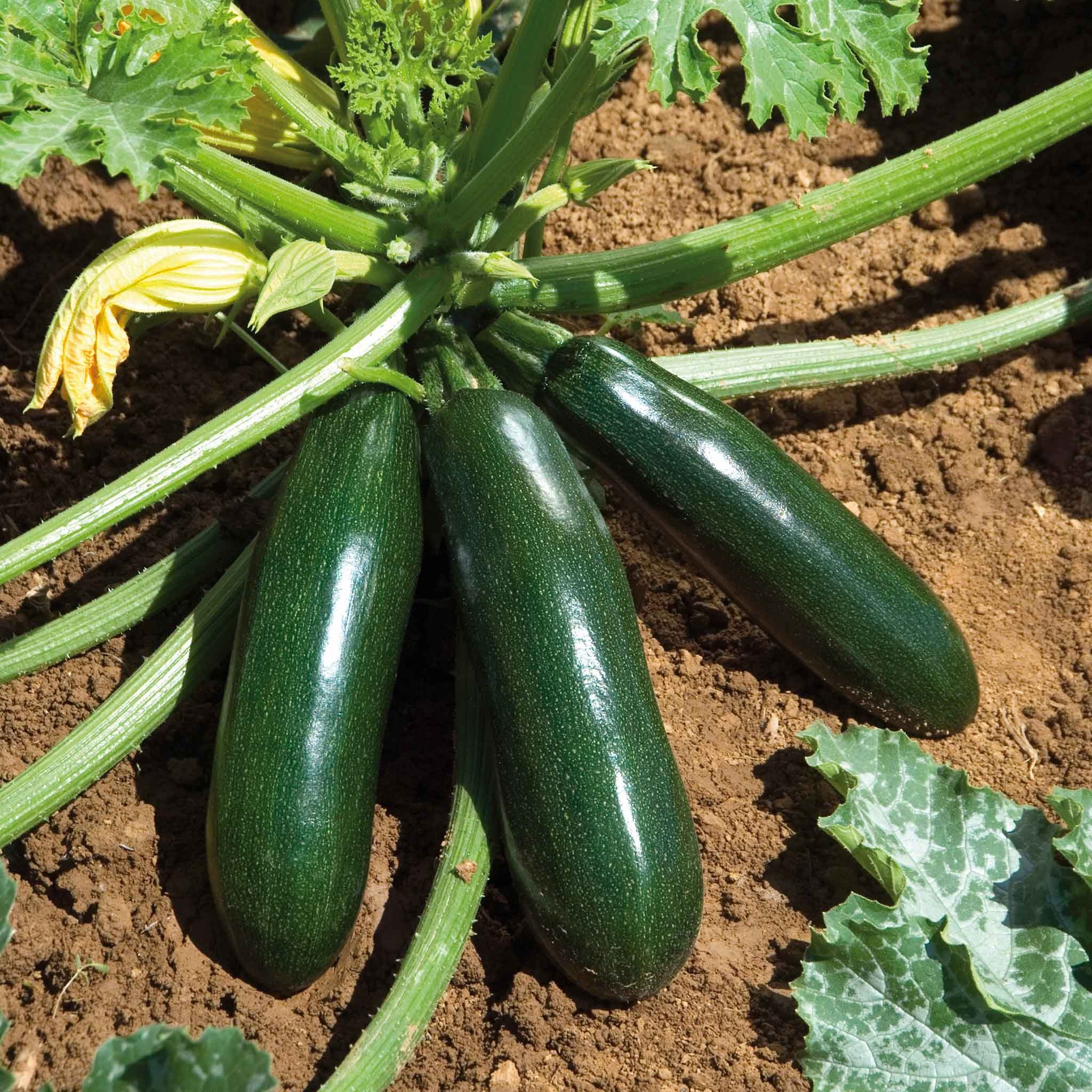 Marshalls Garden Courgette Seeds 'El Greco' F1 - 6 Seeds