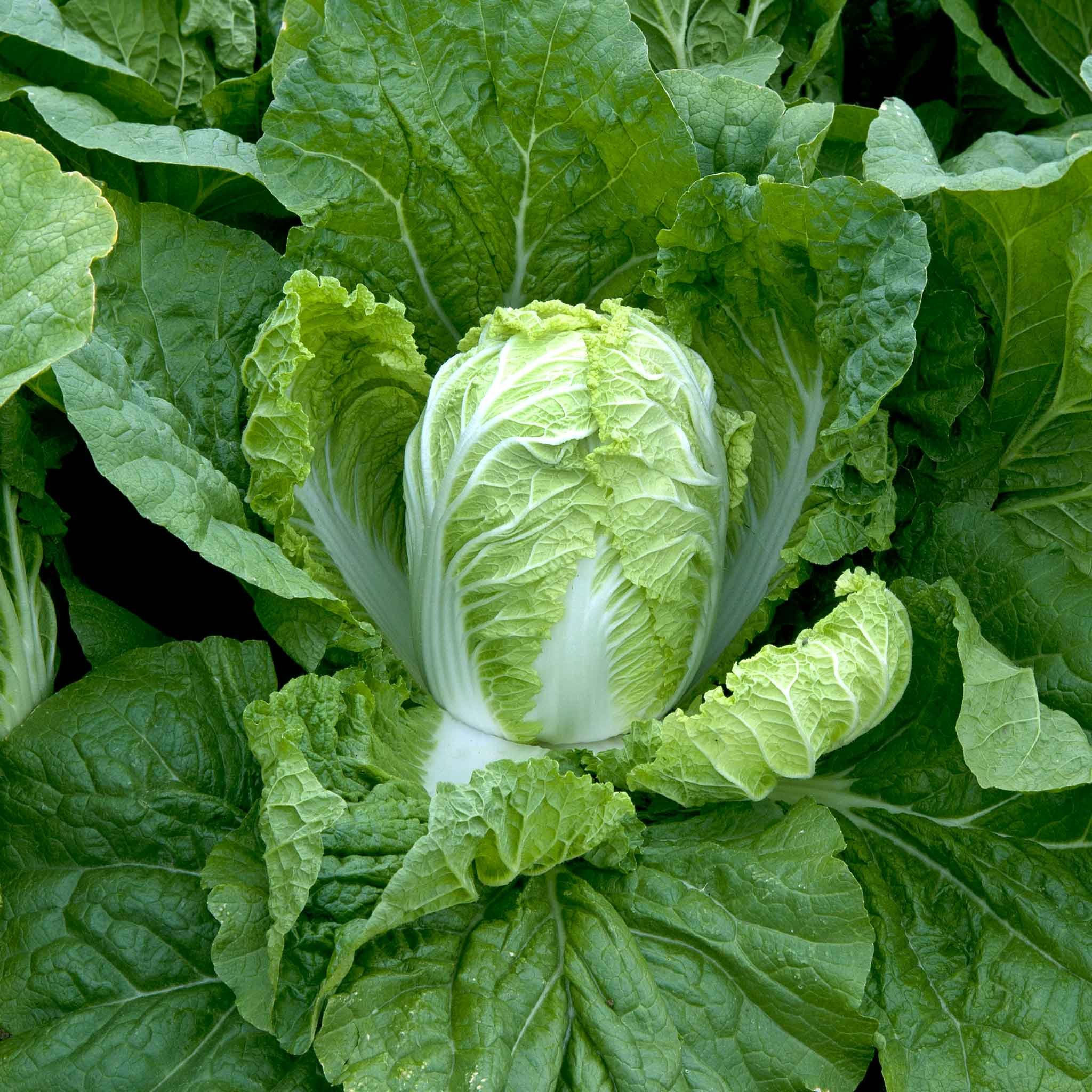 Marshalls Garden Chinese Cabbage Seeds 'Questar' F1 - 50 Seeds