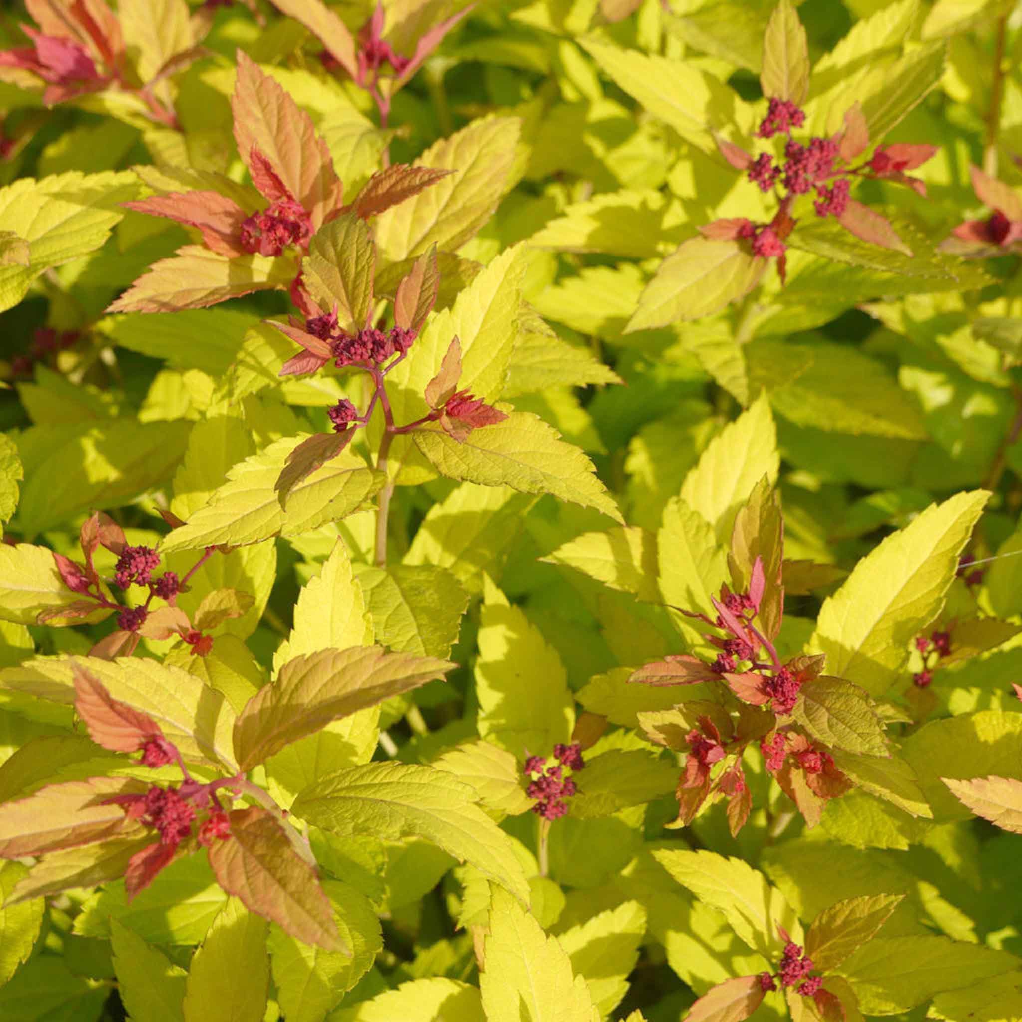 Marshalls Garden Spiraea Japonica 'Magic Carpet' -  9cm Plant