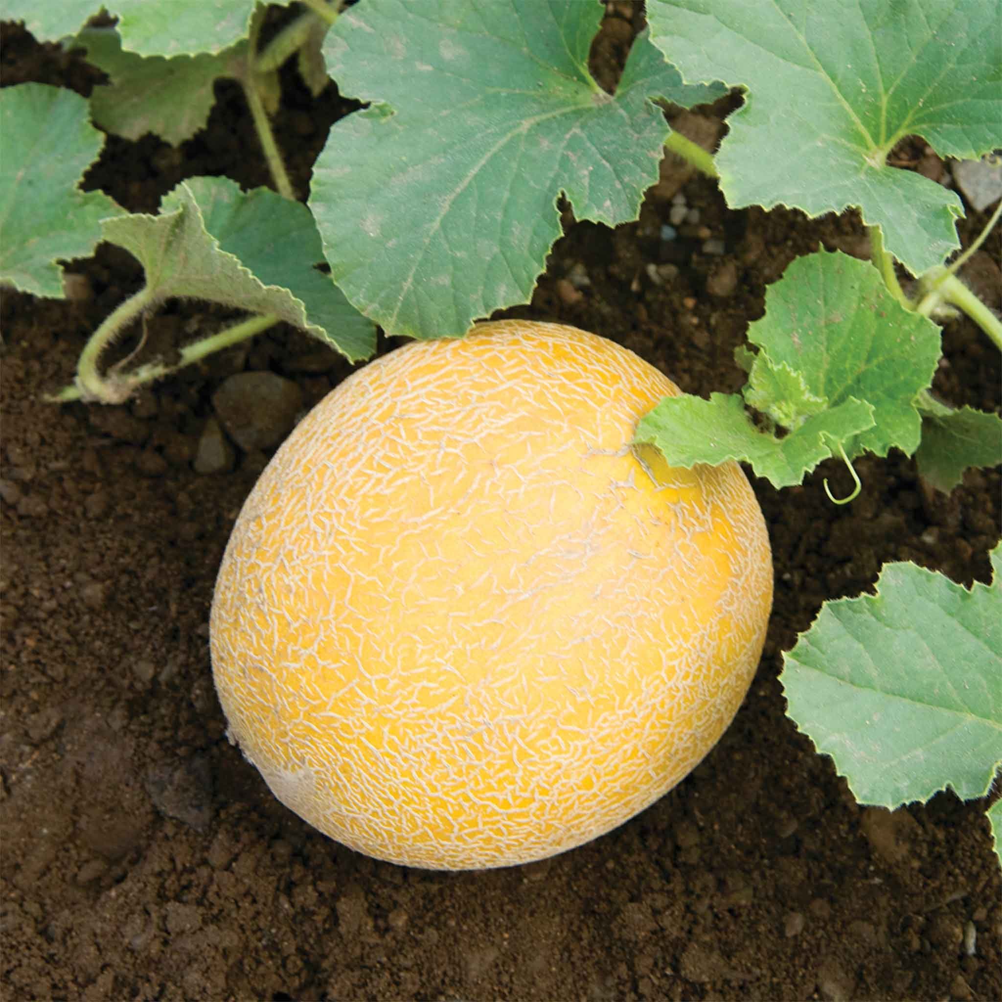 Unwins Melon Seeds 'Arava' F1 - 5 Seeds