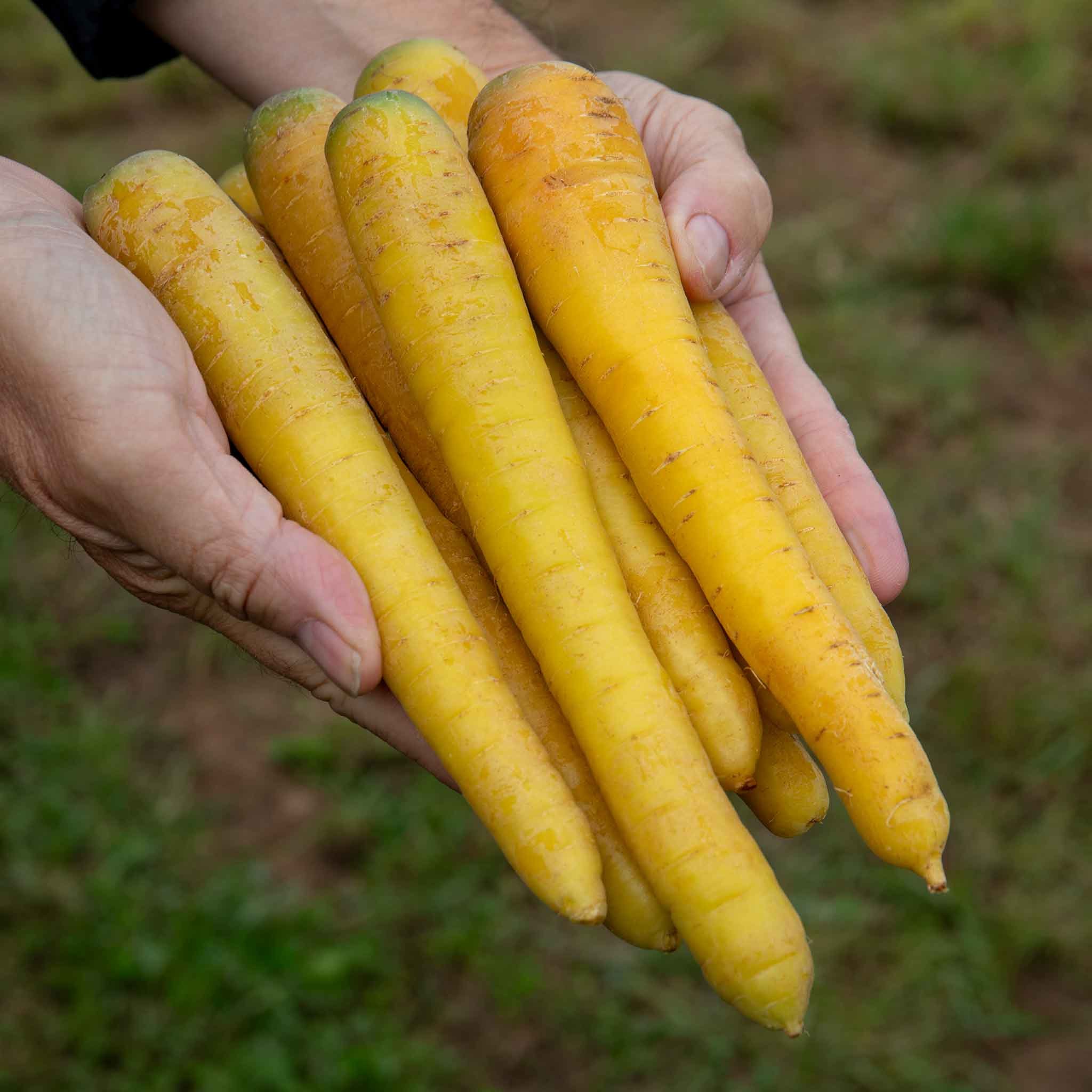 Marshalls Garden Carrot Seeds 'Gold Nugget' F1 - 300 Seeds