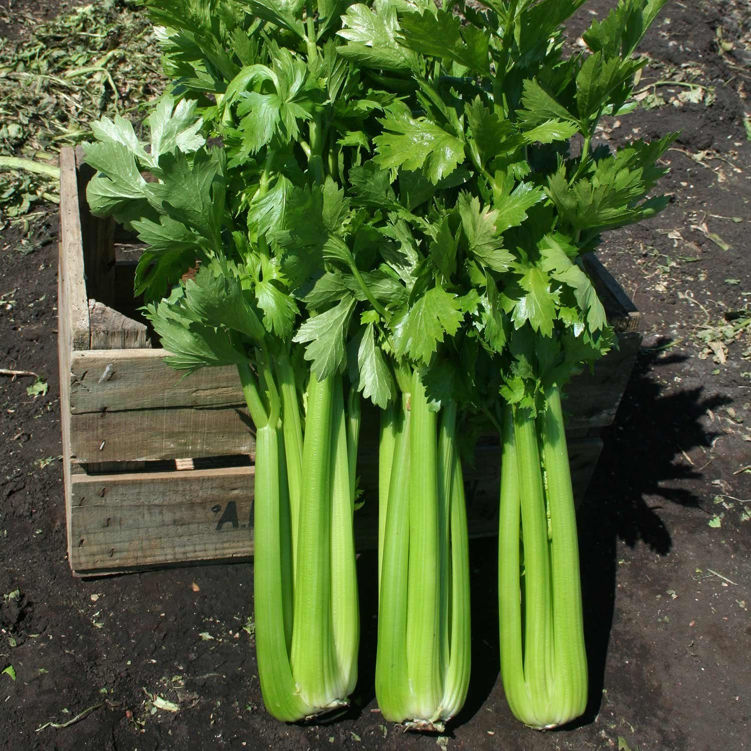 Marshalls Garden Celery Seeds Hadrian F1 - 100 Seeds