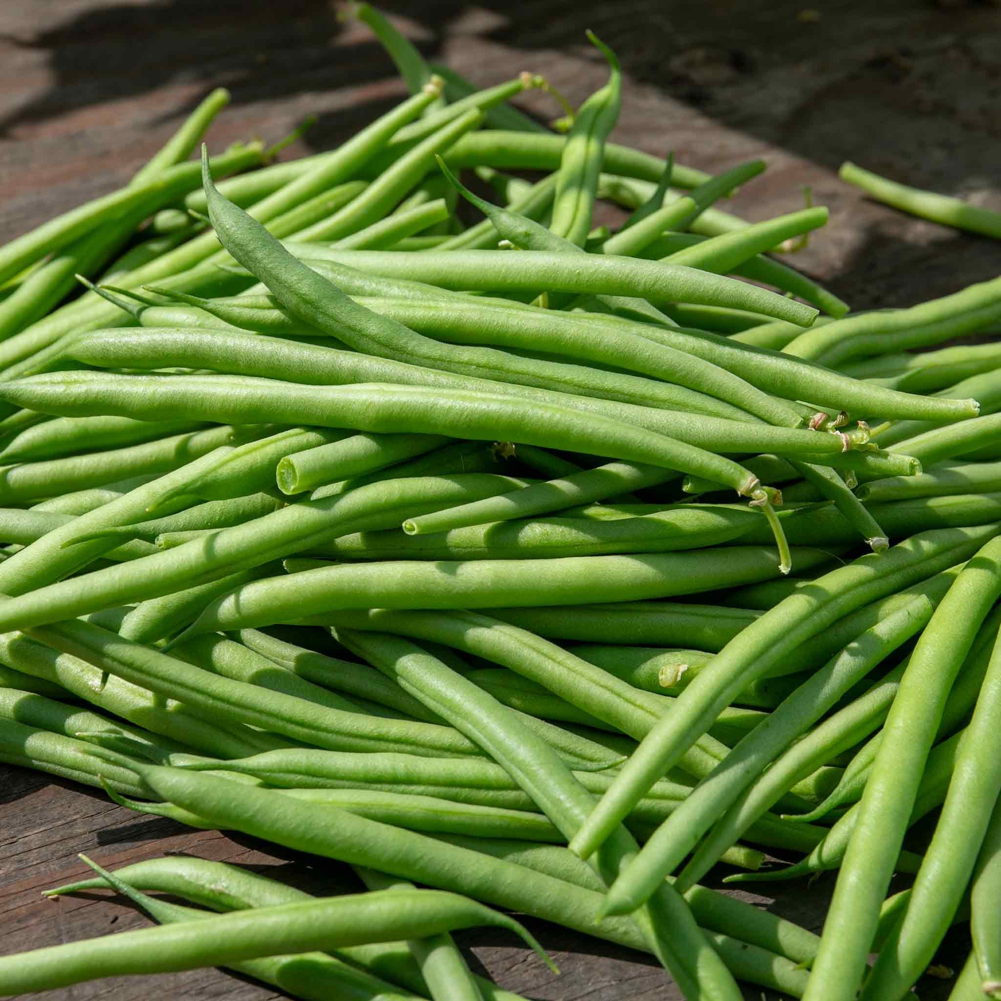 Marshalls Garden Climbing French Bean Seeds 'Cobra' - 100 Seeds