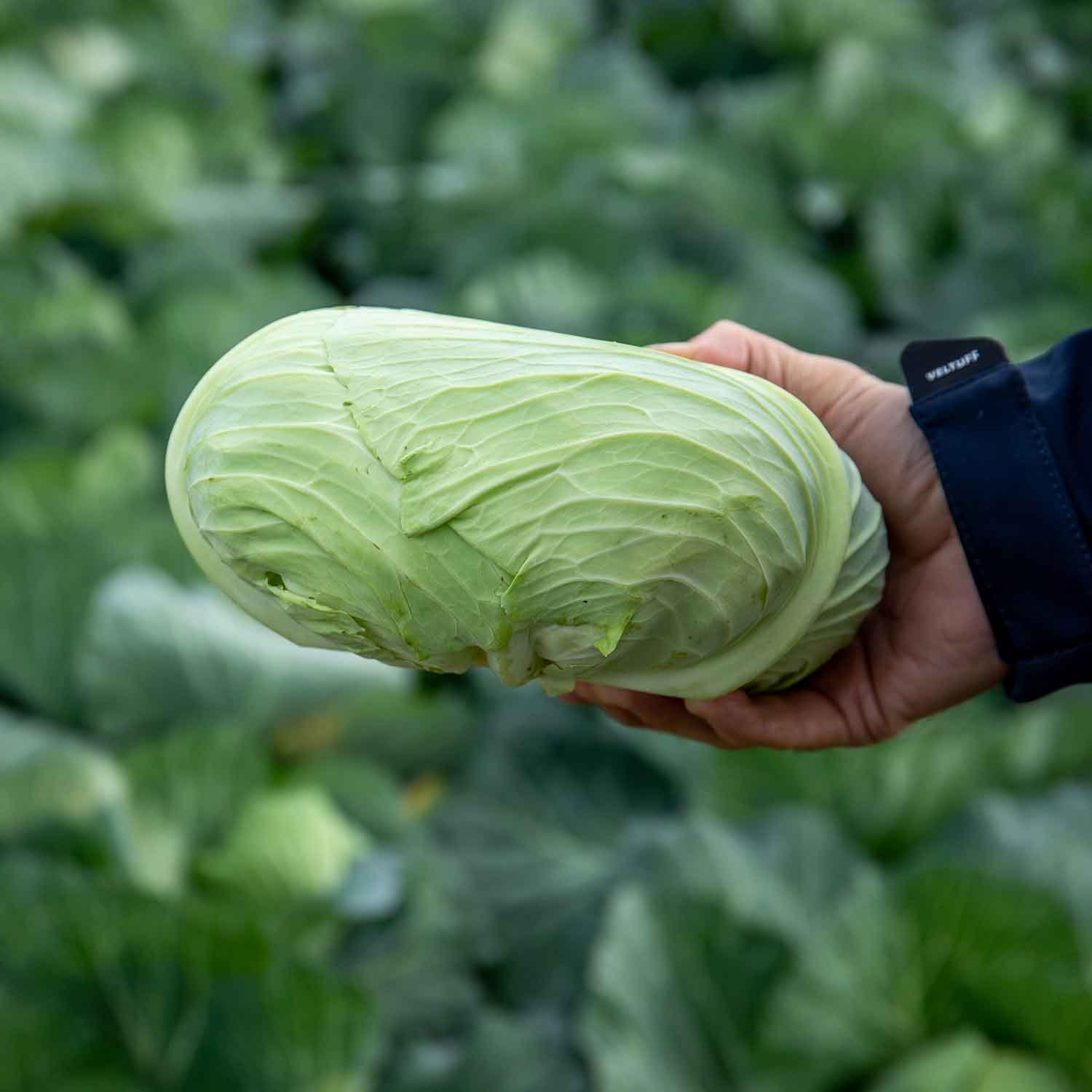 Marshalls Garden Cabbage Seeds Felicity F1 Japanese Round Cabbage