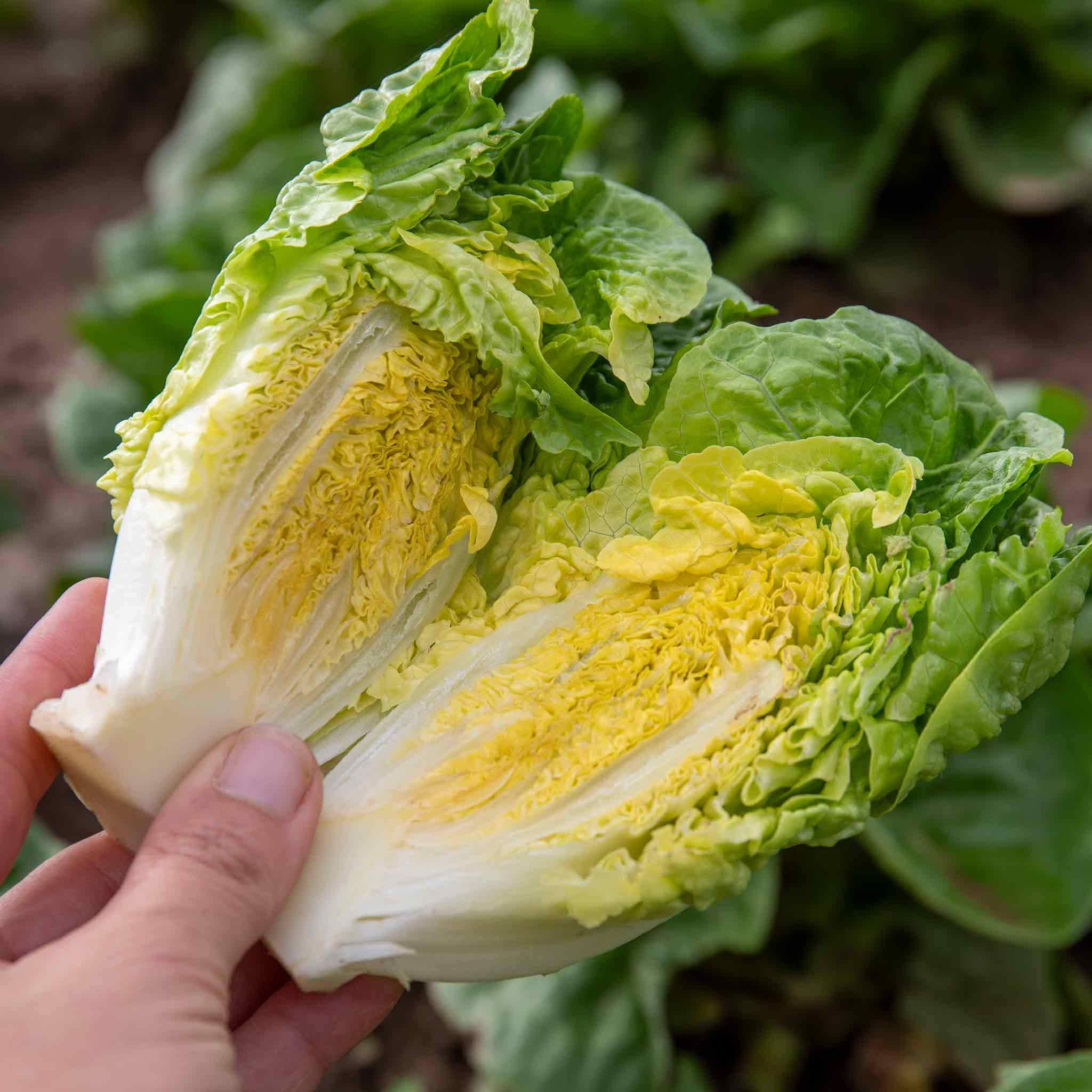 Marshalls Garden Lettuce Seeds Little Gem, 1g Pack - 1700 Seeds