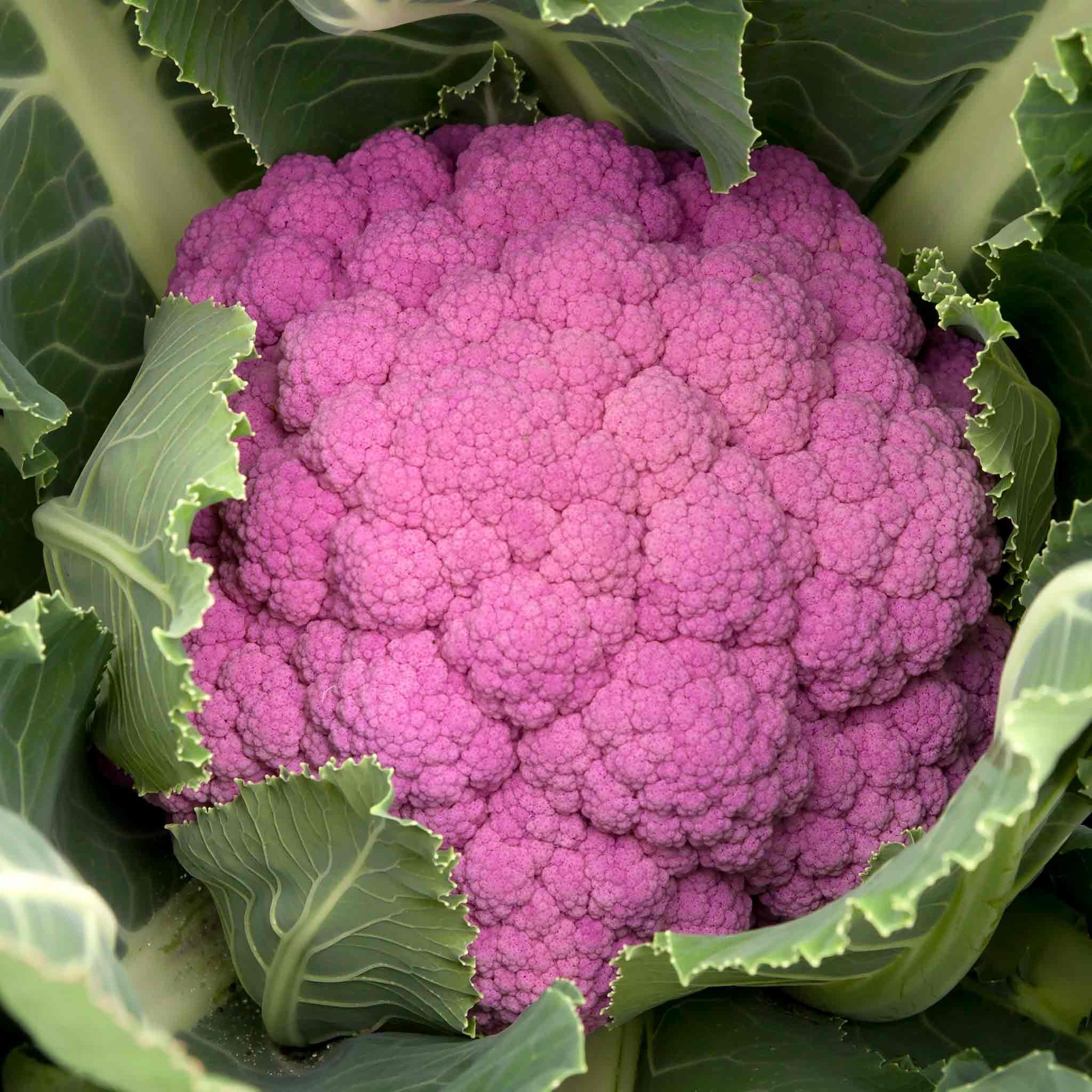 Marshalls Garden Cauliflower Seeds Depurple F1 - 8 Seeds