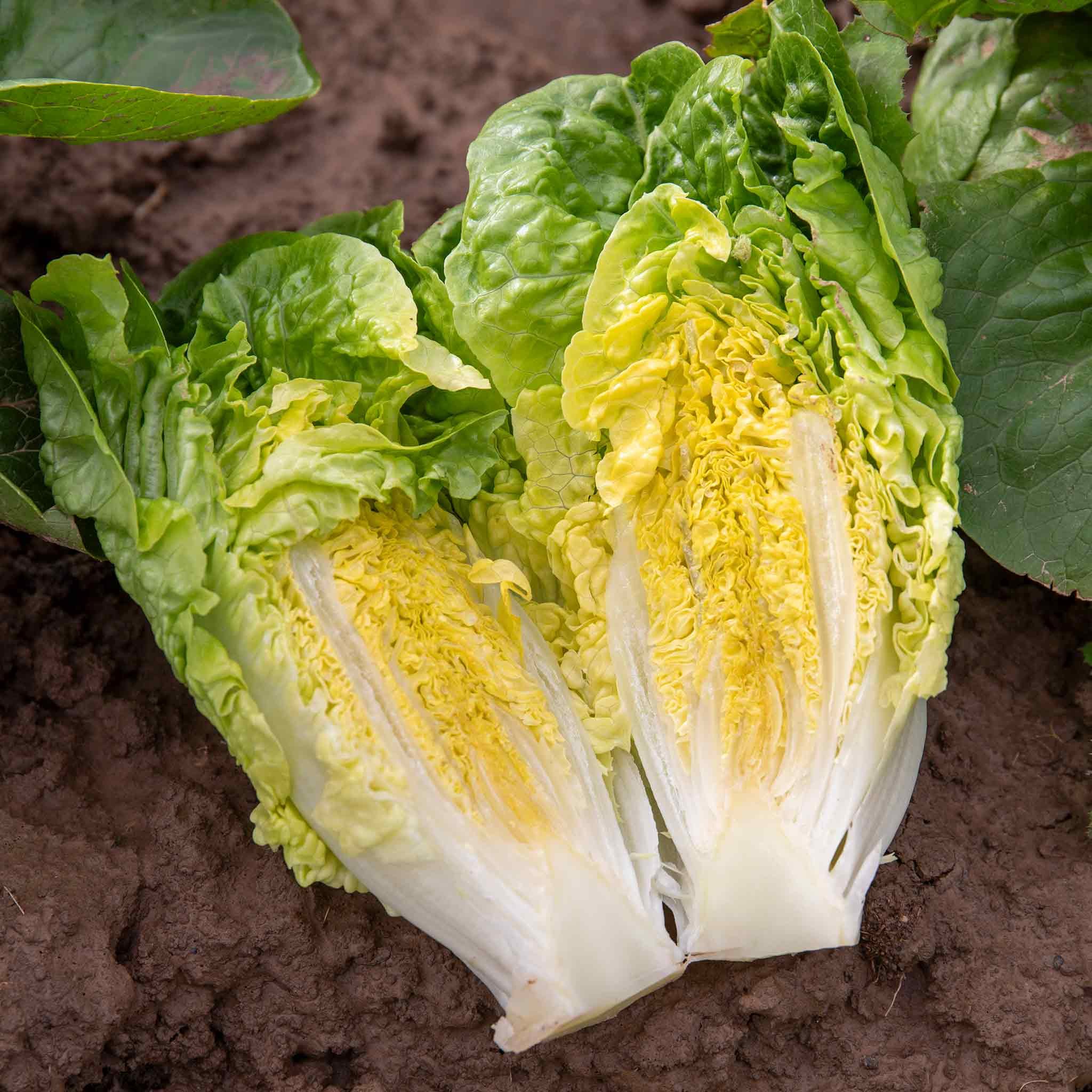 Unwins Lettuce Seeds 'Little Gem' - 1000 Seeds