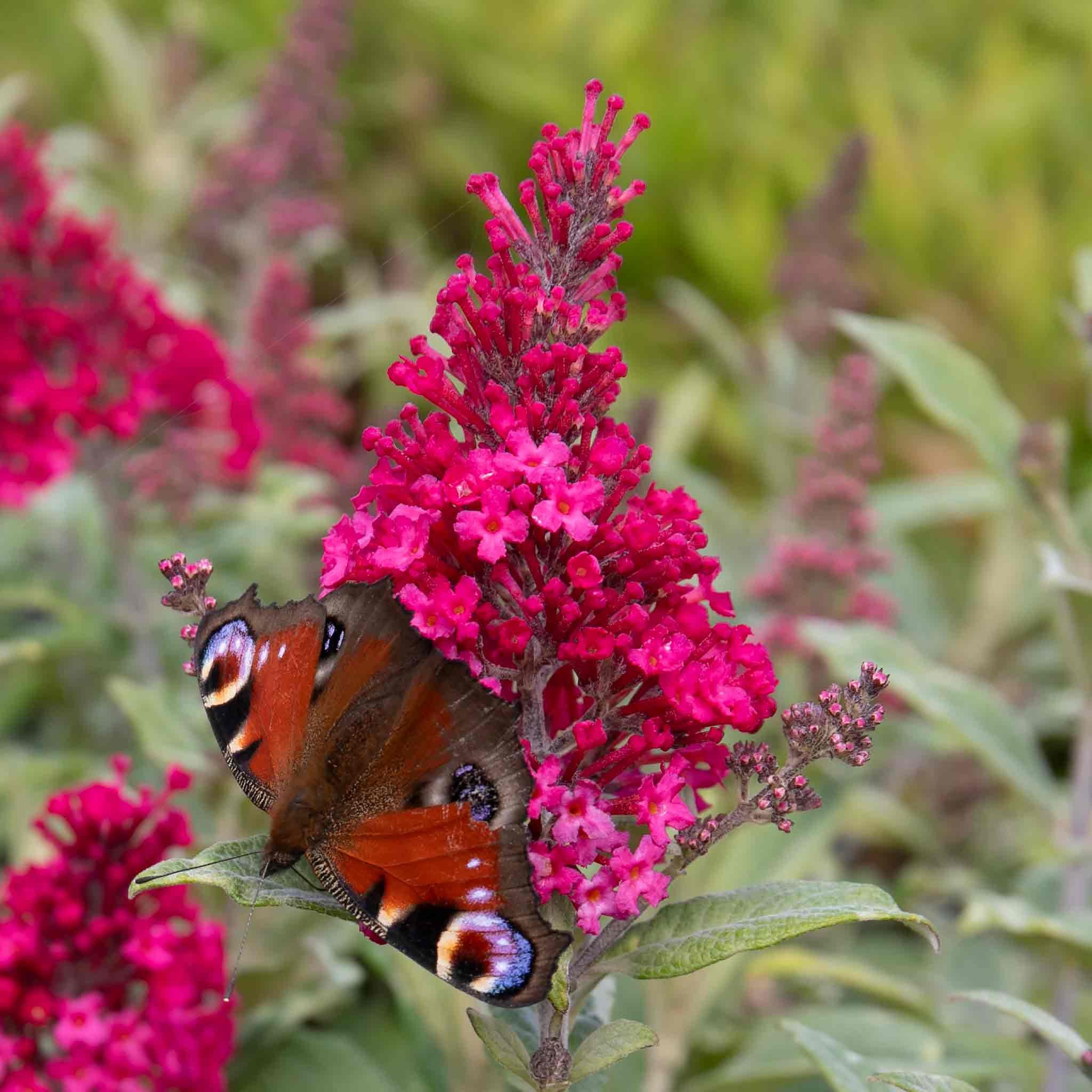 Marshalls Garden Buddleja 'Butterfly Candy Little Ruby' - 3 Litre Plant