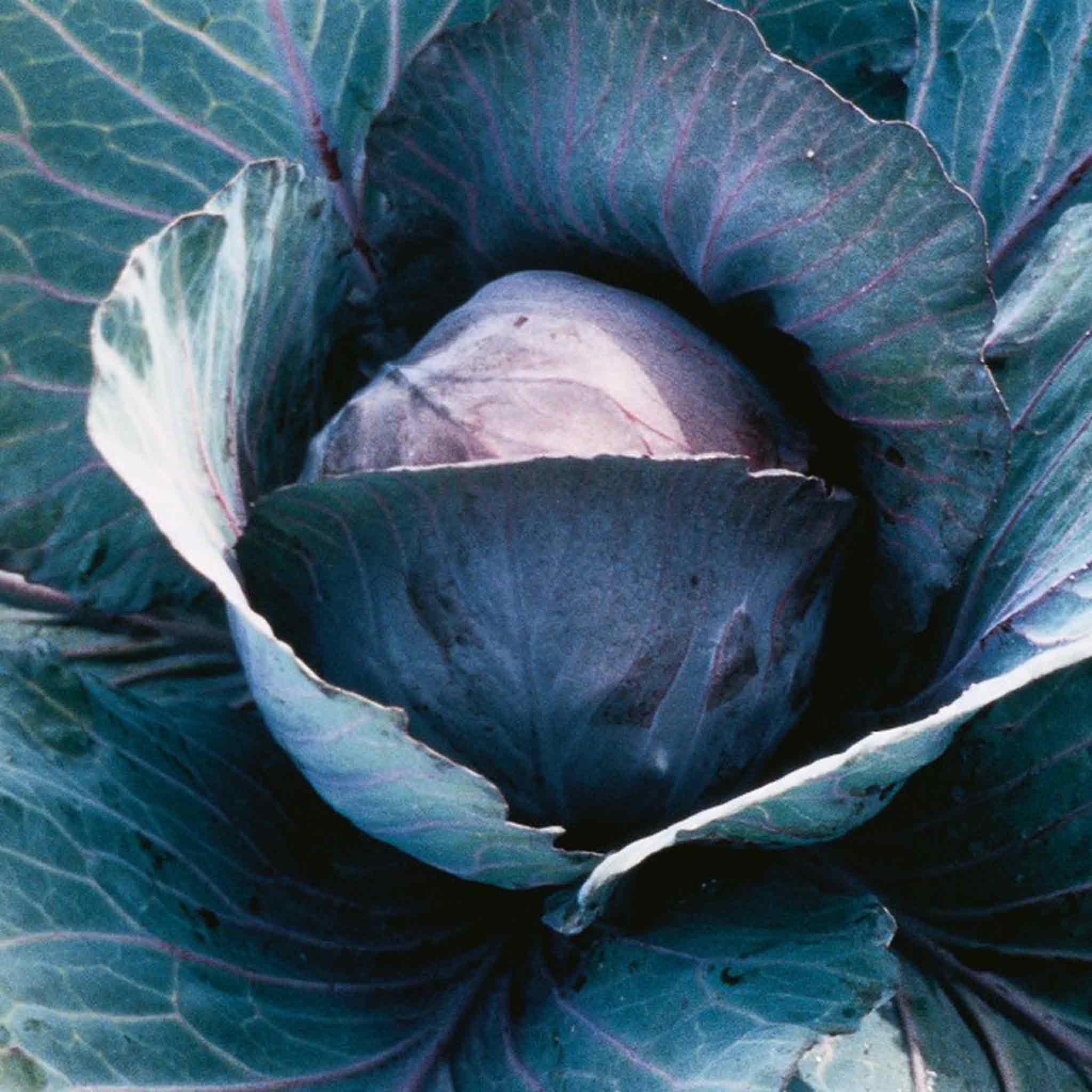 Marshalls Garden Cabbage Seeds 'Red Sky' F1 - 30 Seeds
