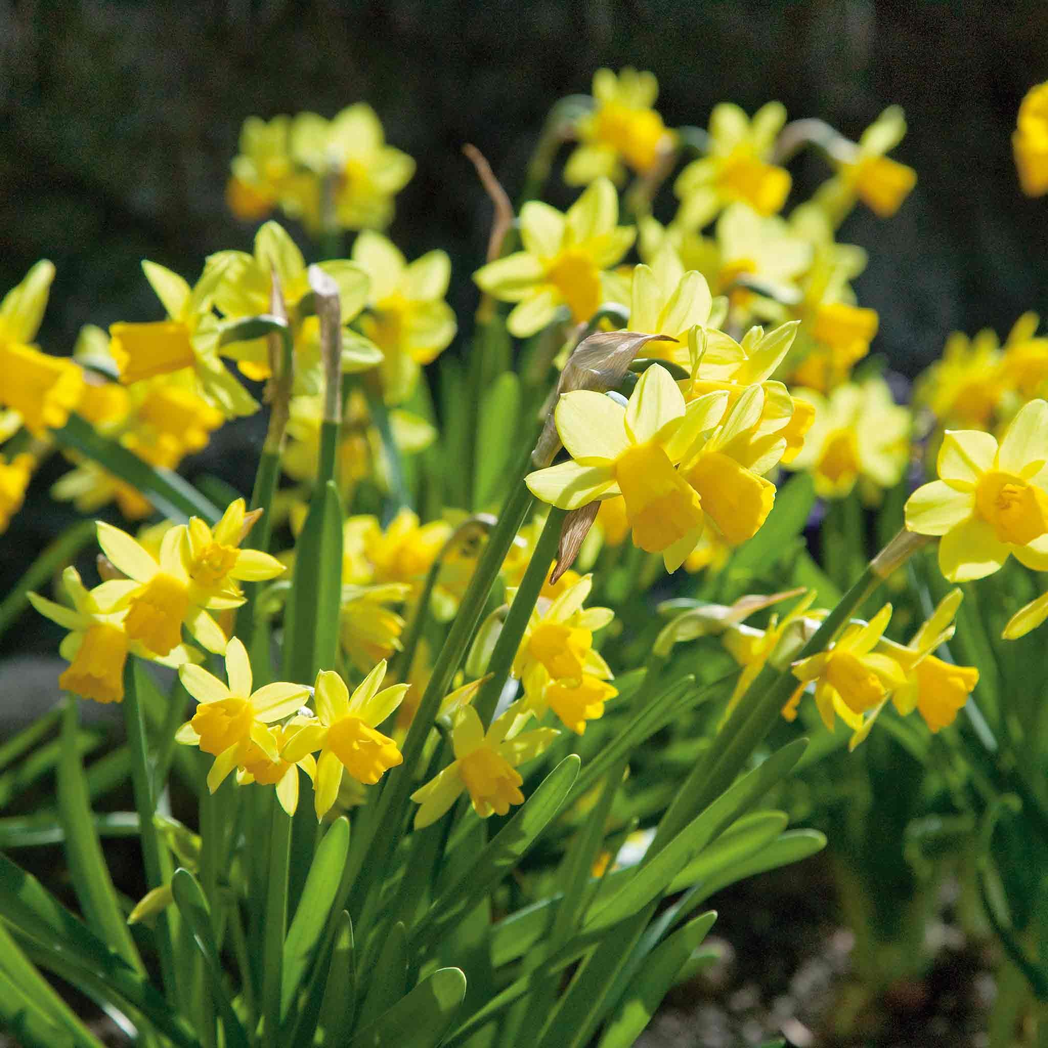 Marshalls Garden Dwarf Daffodil 'Tete a Tete' - 20 Bulbs
