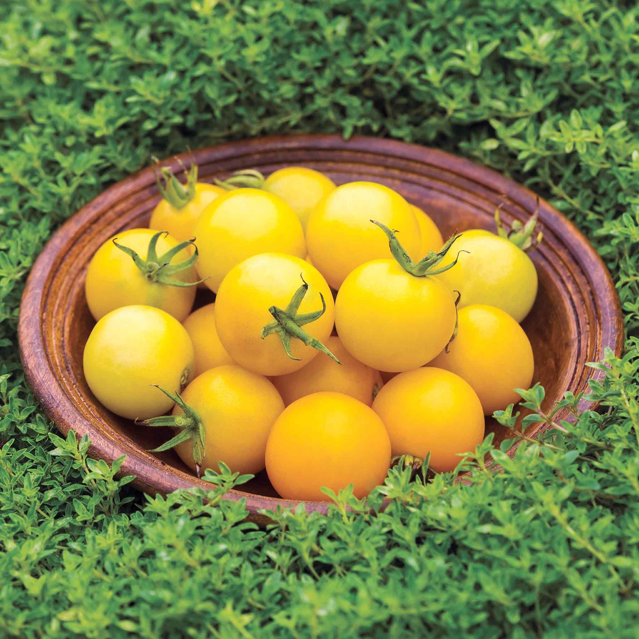 Marshalls Garden Tomato Seeds 'Honey Delight' F1 Yellow Cherry Cordon - 8 Seeds