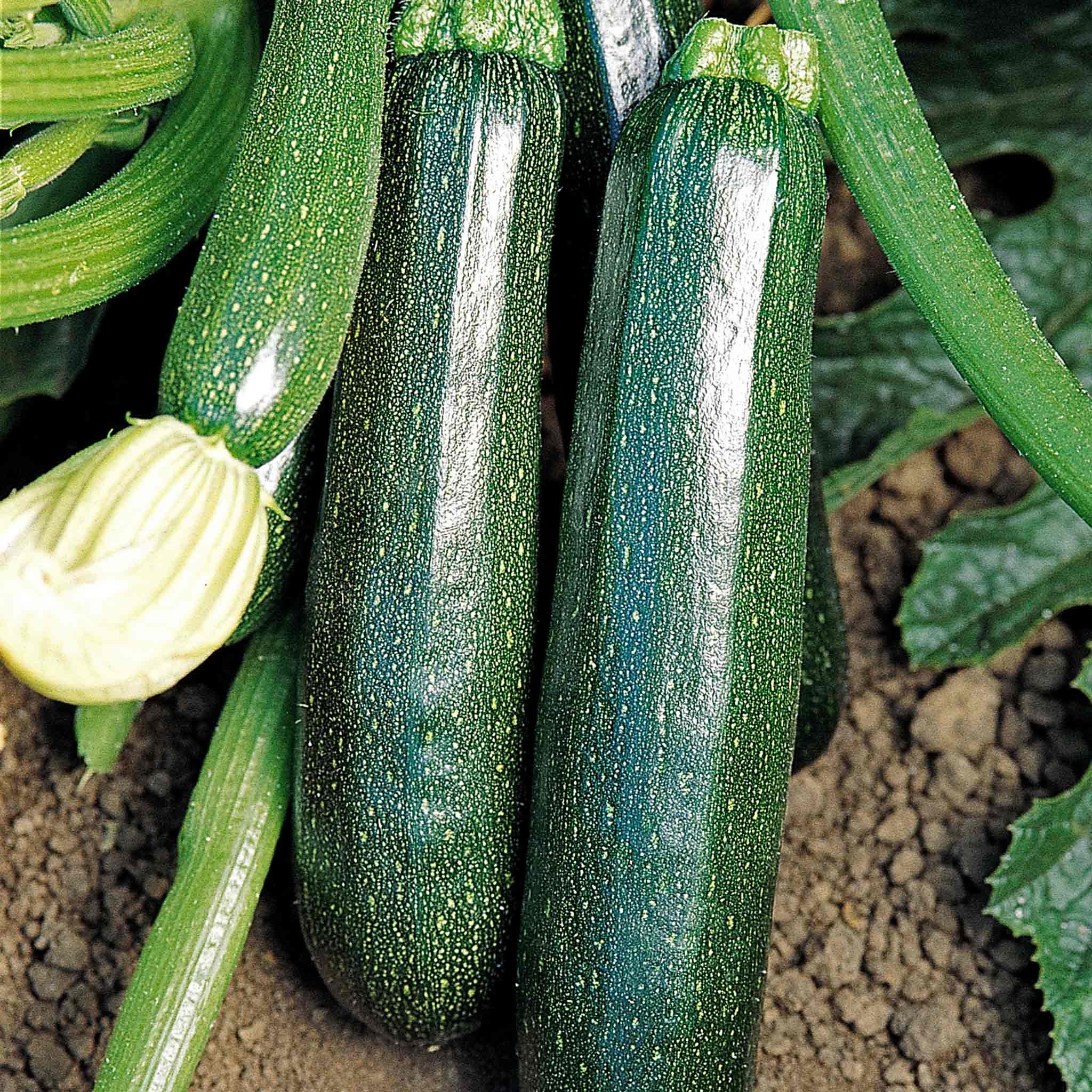 Marshalls Garden Courgette Seeds 'Sure Thing' F1 (Partenon) - 15 Seeds