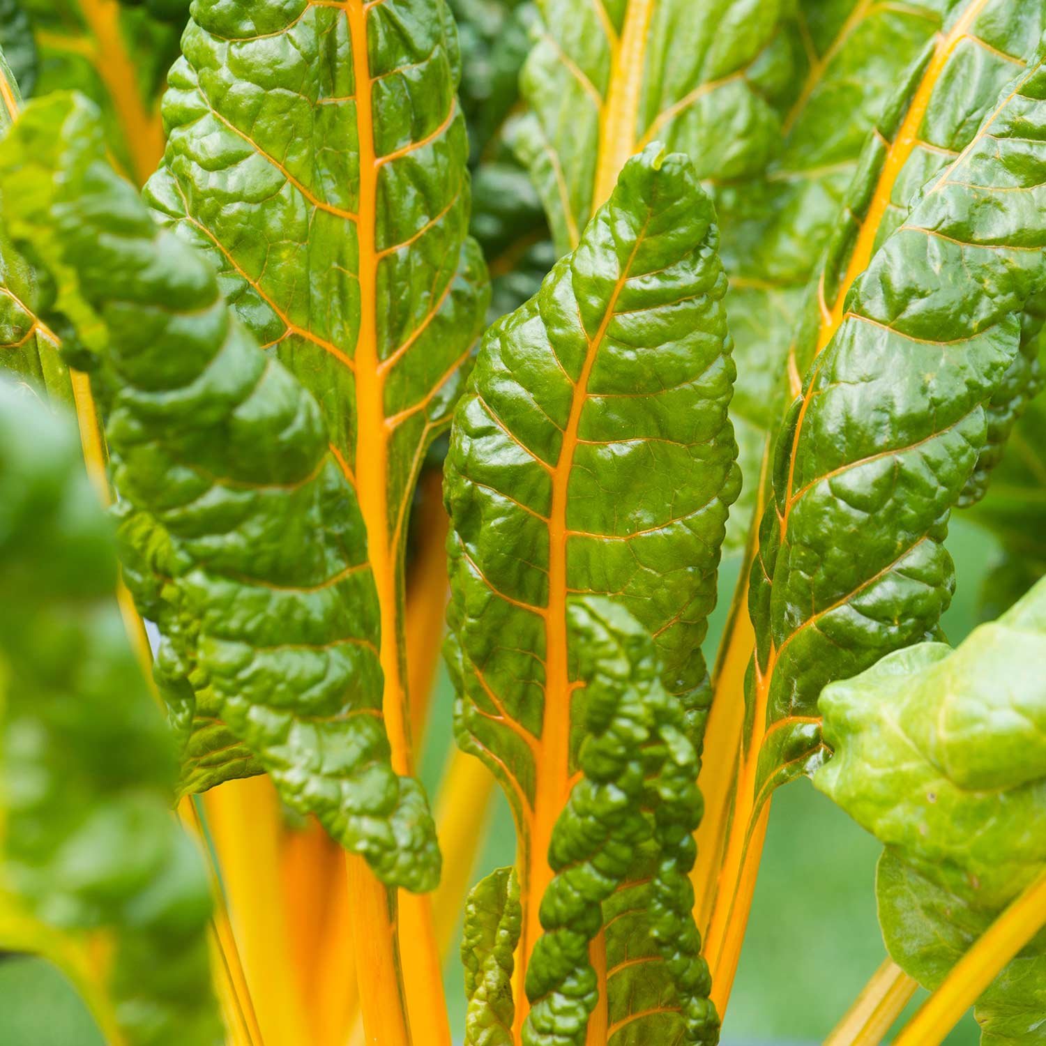 Marshalls Garden Swiss Chard Seeds 'Bright Yellow' Rhs Awarded - 200 Seeds