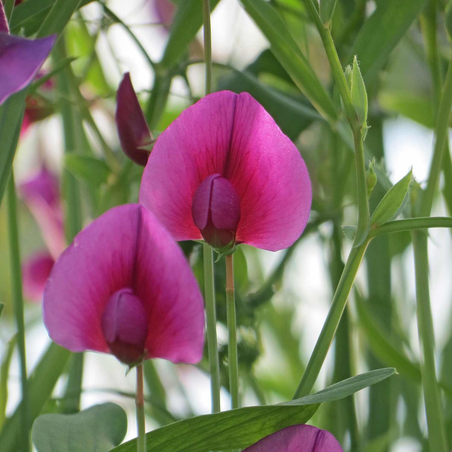 Marshalls Garden Lathyrus Tingitanus Royal Purple Sweet Pea Seeds - Pack Of 21