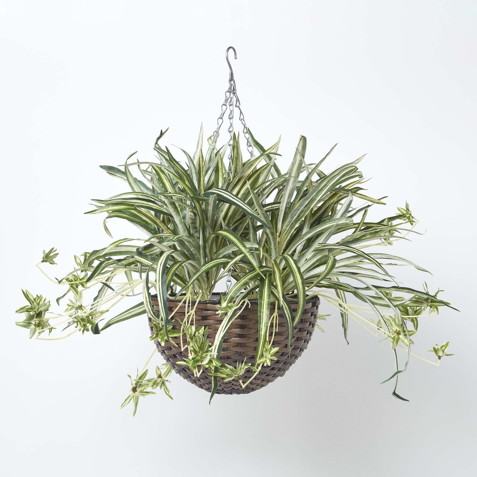 Homescapes Handcrafted Hanging Rattan Basket Spider Plant - Green