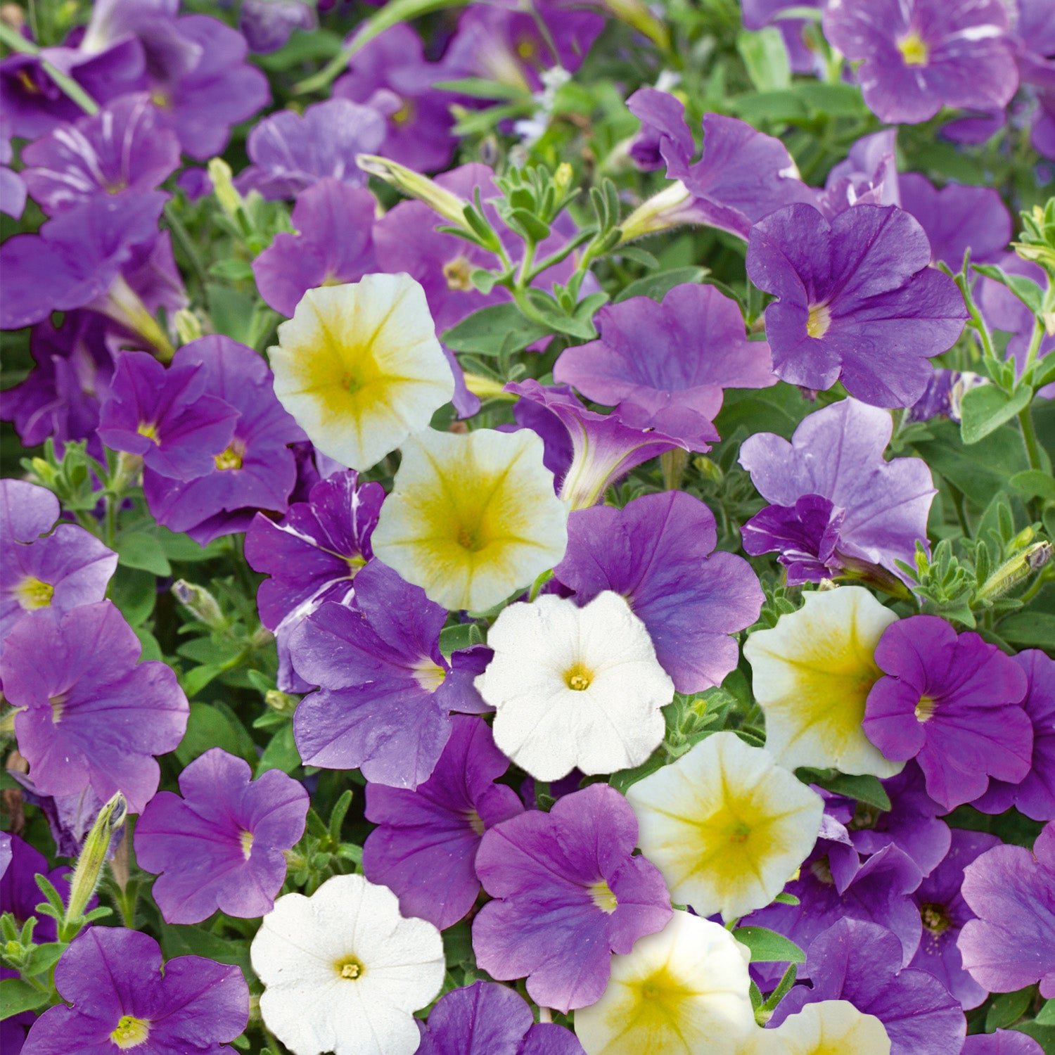 Unwins Petunia Seeds 'Summer Sky Mix' - 40 Seeds