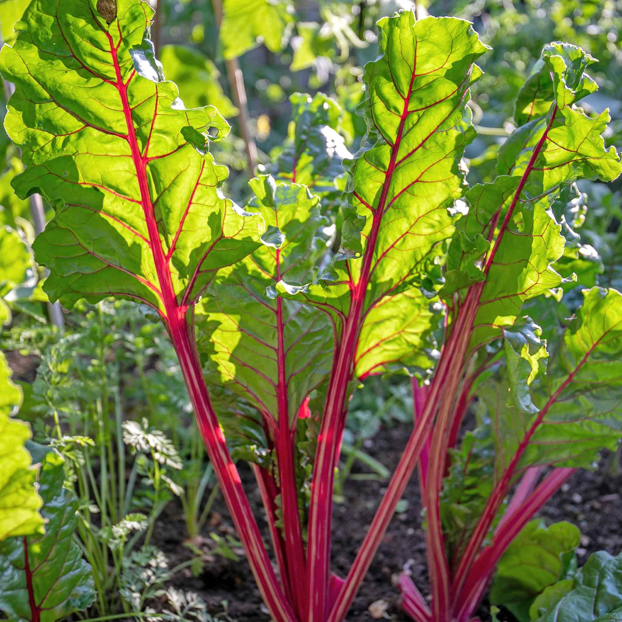 Marshalls Garden Swiss Chard 'Rhubarb' Seeds - 150 Seeds