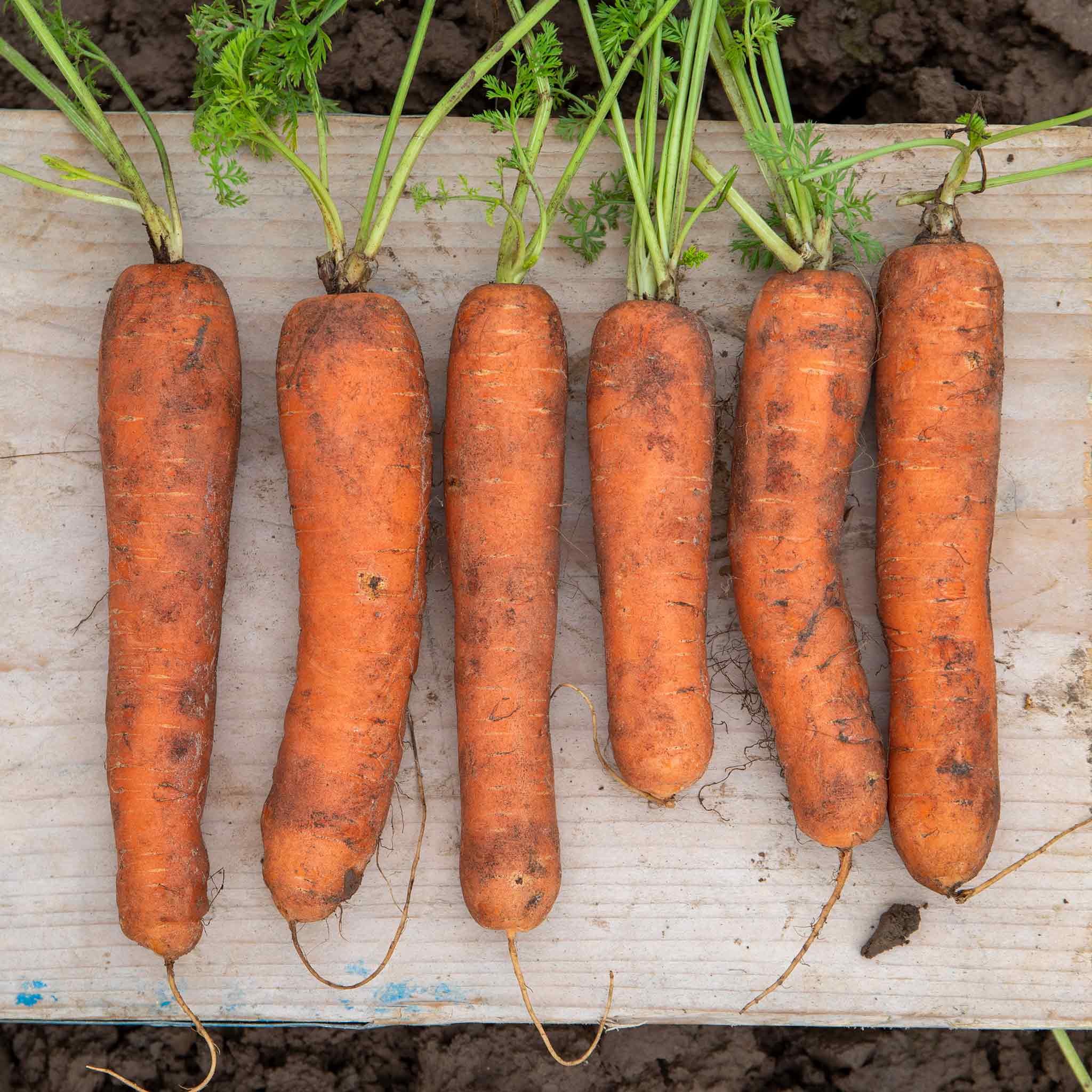 Marshalls Garden Carrot Seeds Marion F1 Hybrid Nantes Type - Approx 500 Seeds