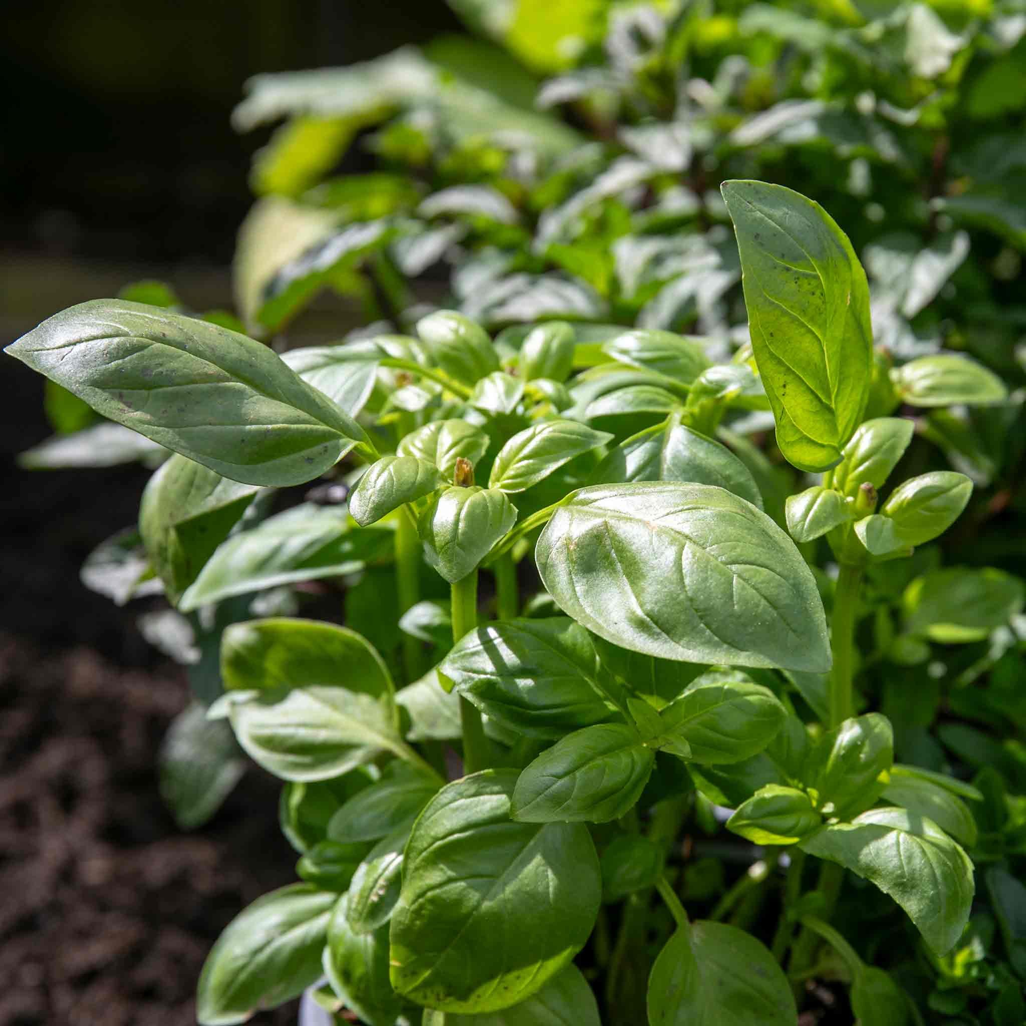 Marshalls Garden Italian Basil Seeds - 50 Pelleted Seeds