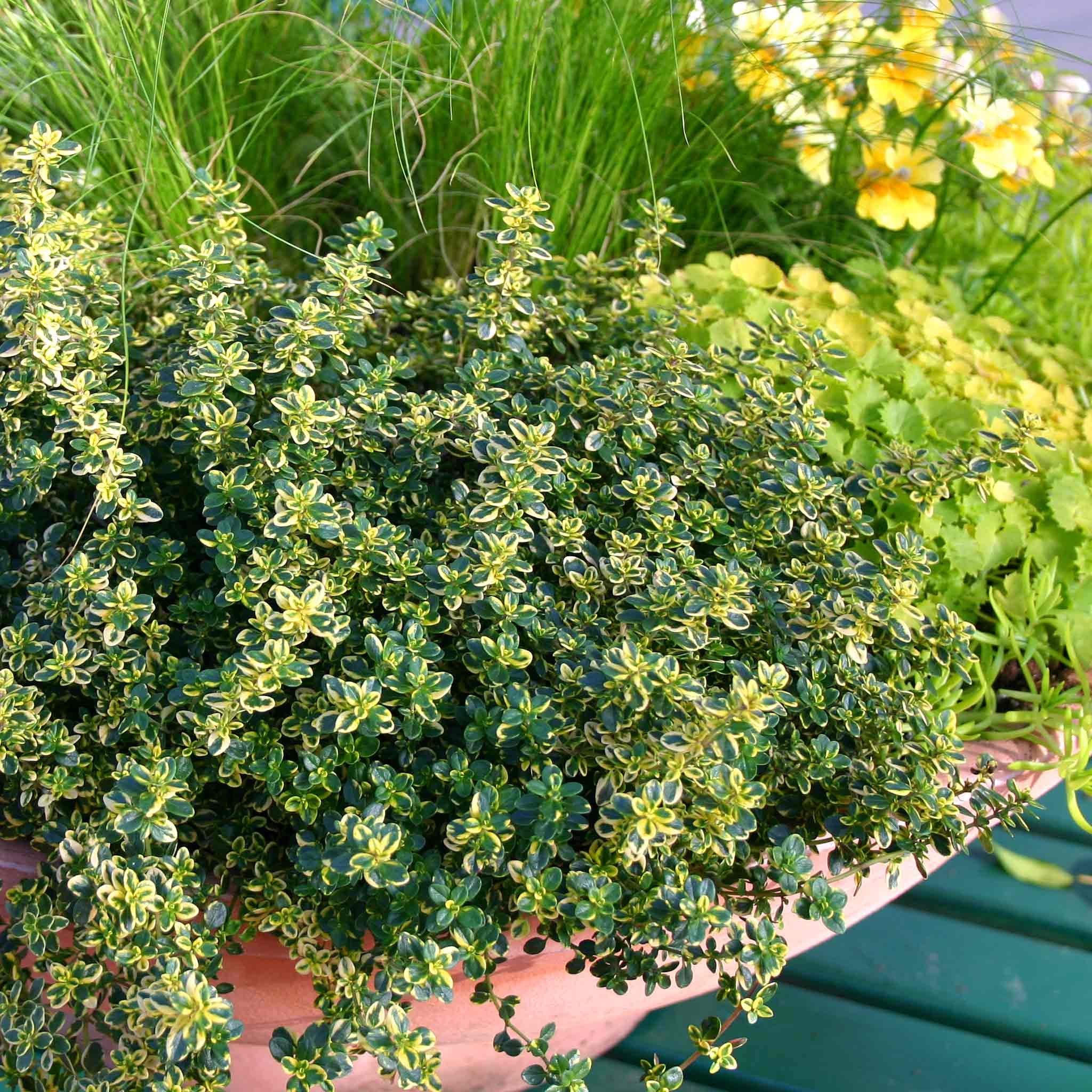 Marshalls Garden Thyme 'Lemon' - 1 Litre Plant