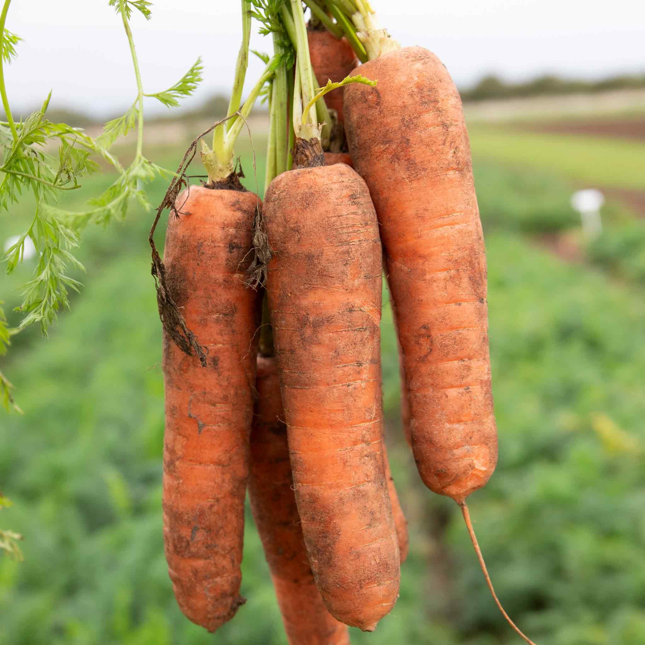 Marshalls Garden Charisma F1 Chantenay Carrot Seeds - 300 Seeds