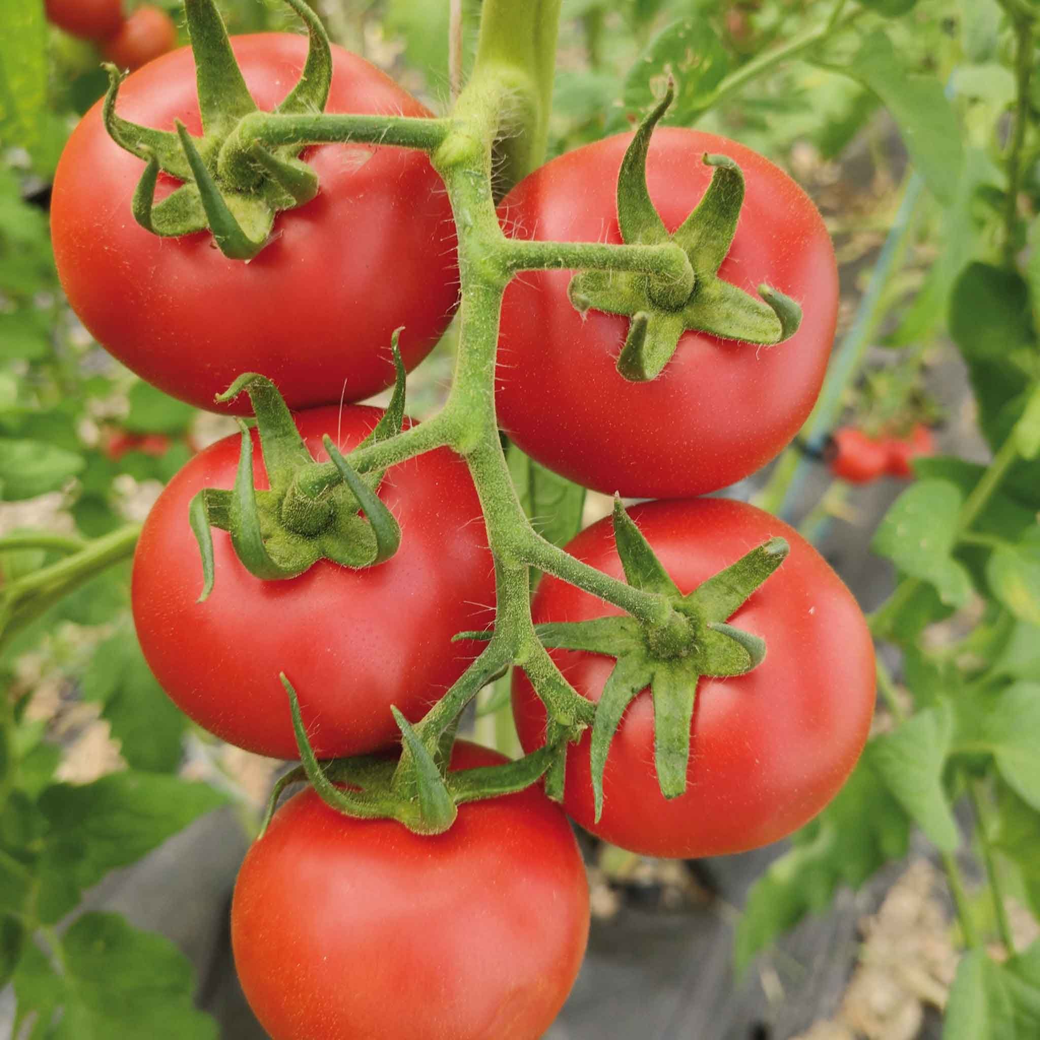Marshalls Garden Tomato Seeds Organic 'Diplom' F1 - 8 Seeds