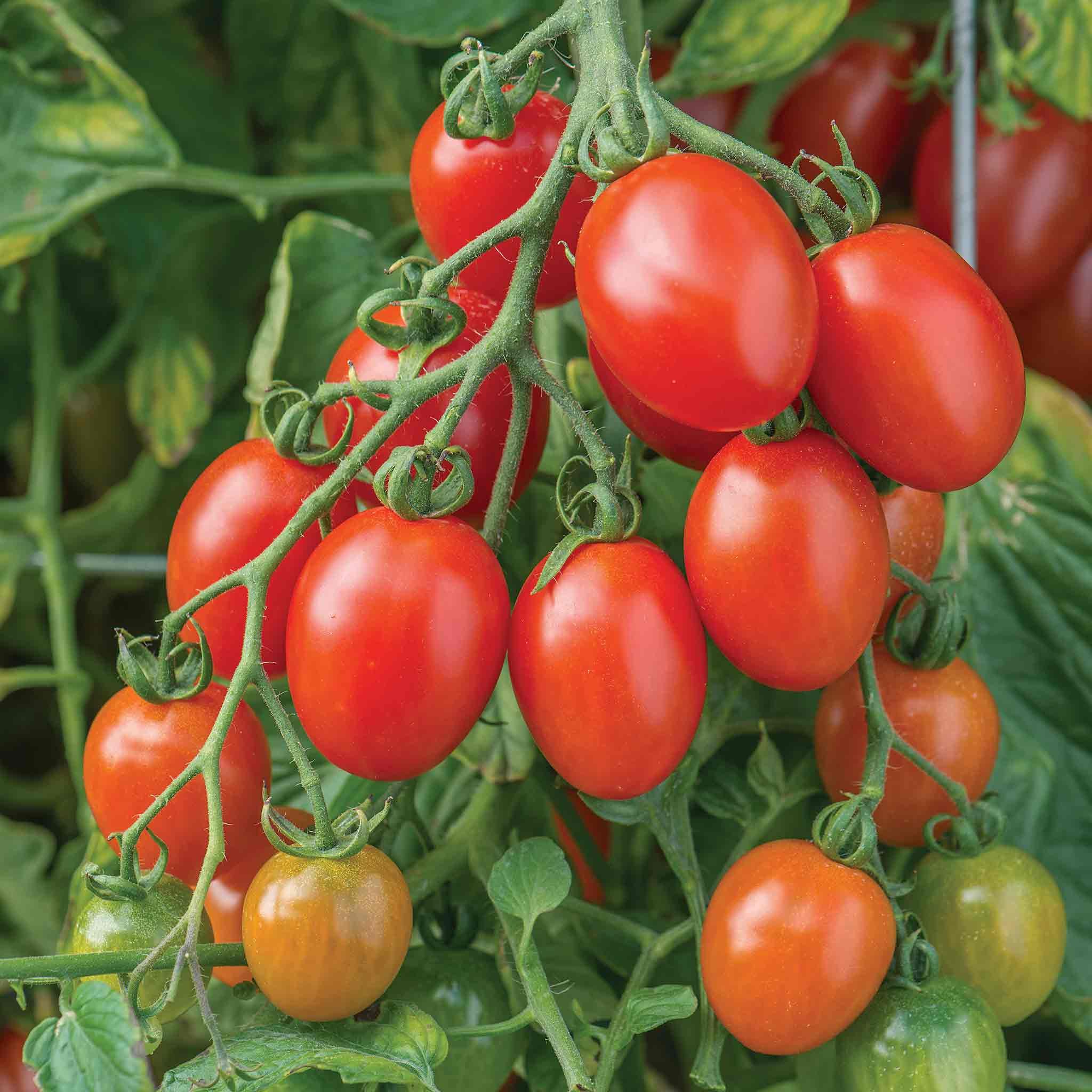 Marshalls Garden Tomato Seeds Bush Montello F1 - Approx 6 Seeds