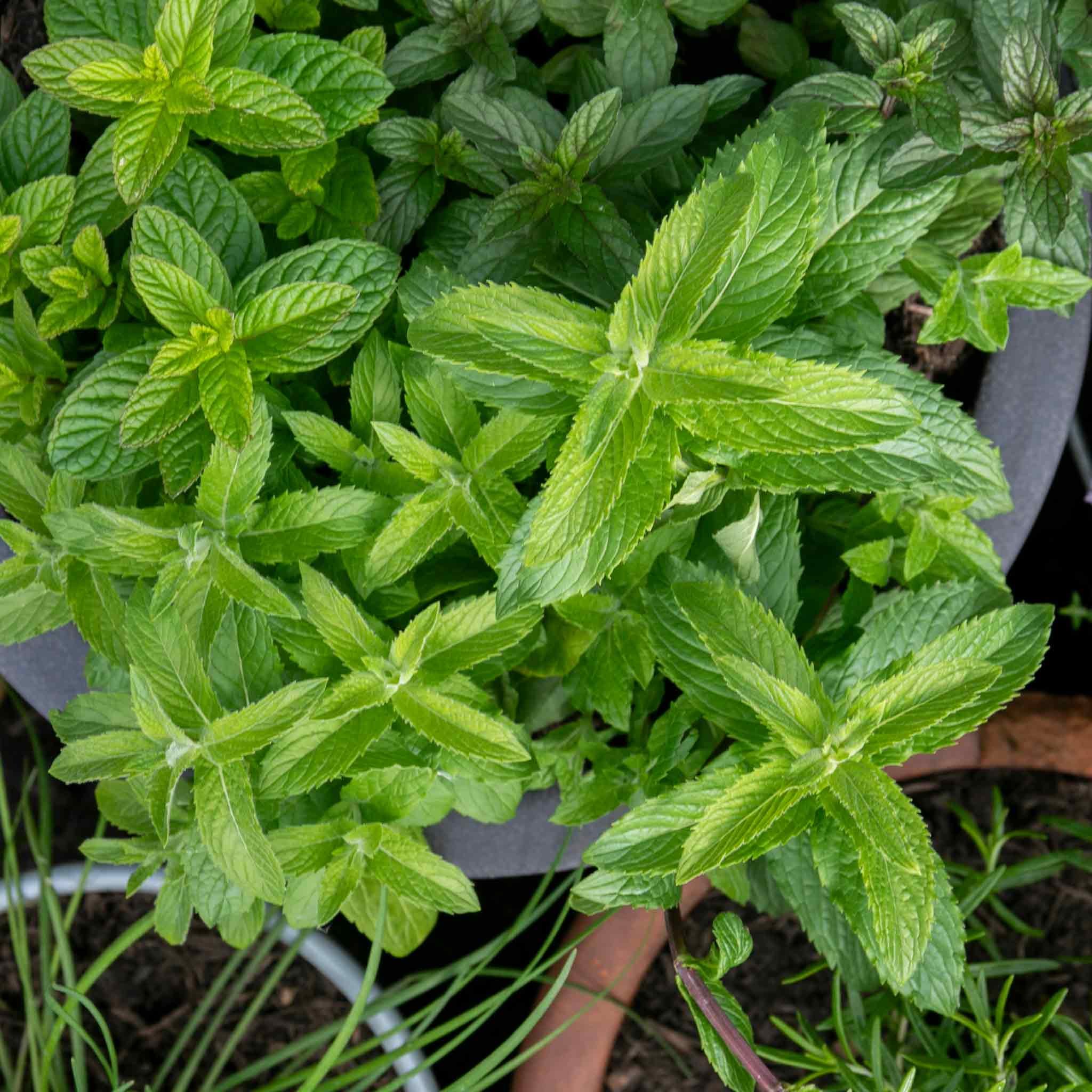Marshalls Garden Mint 'Spearmint' - 1 Litre Plant