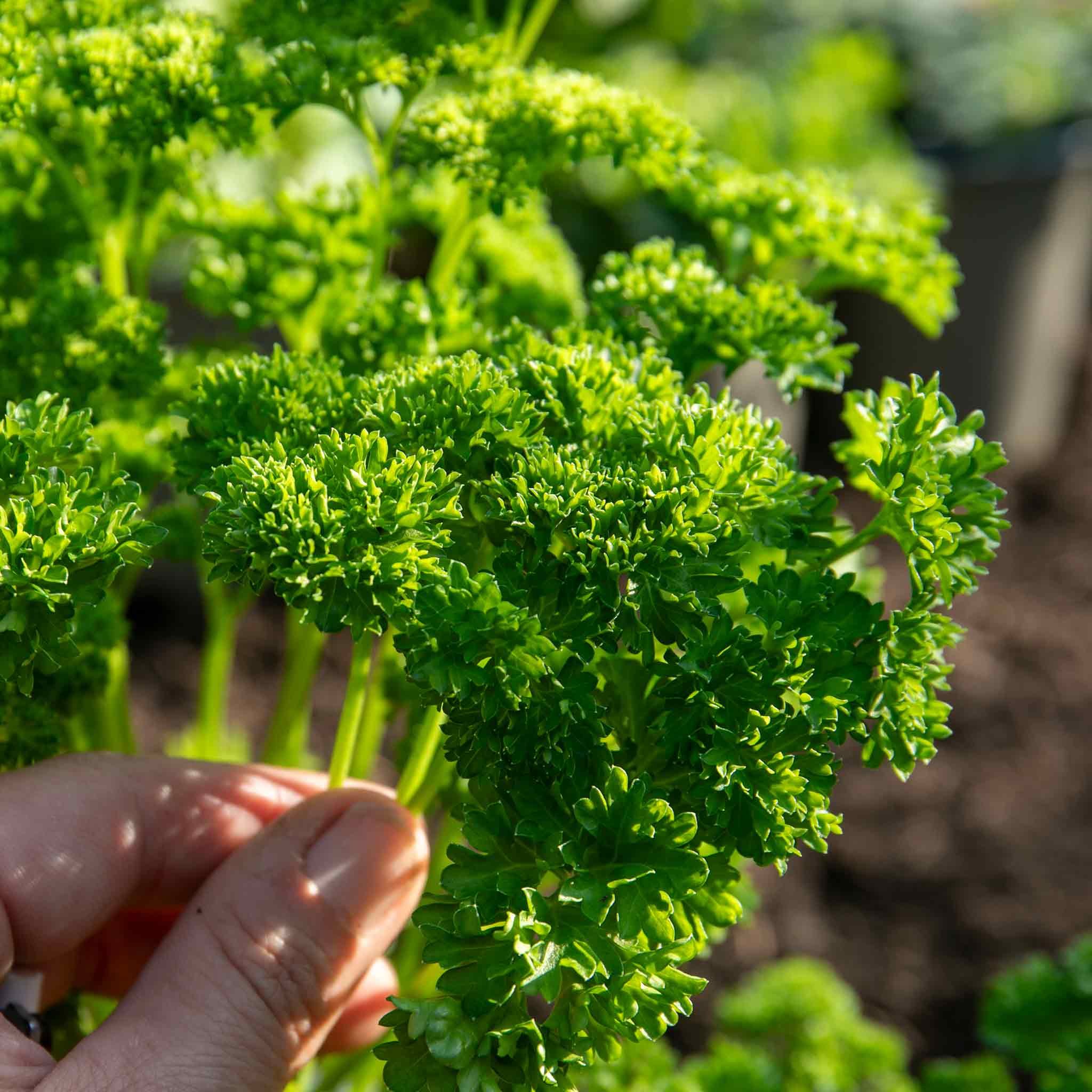 Marshalls Garden Parsley 'Moss Curled' - 1 Litre Plant