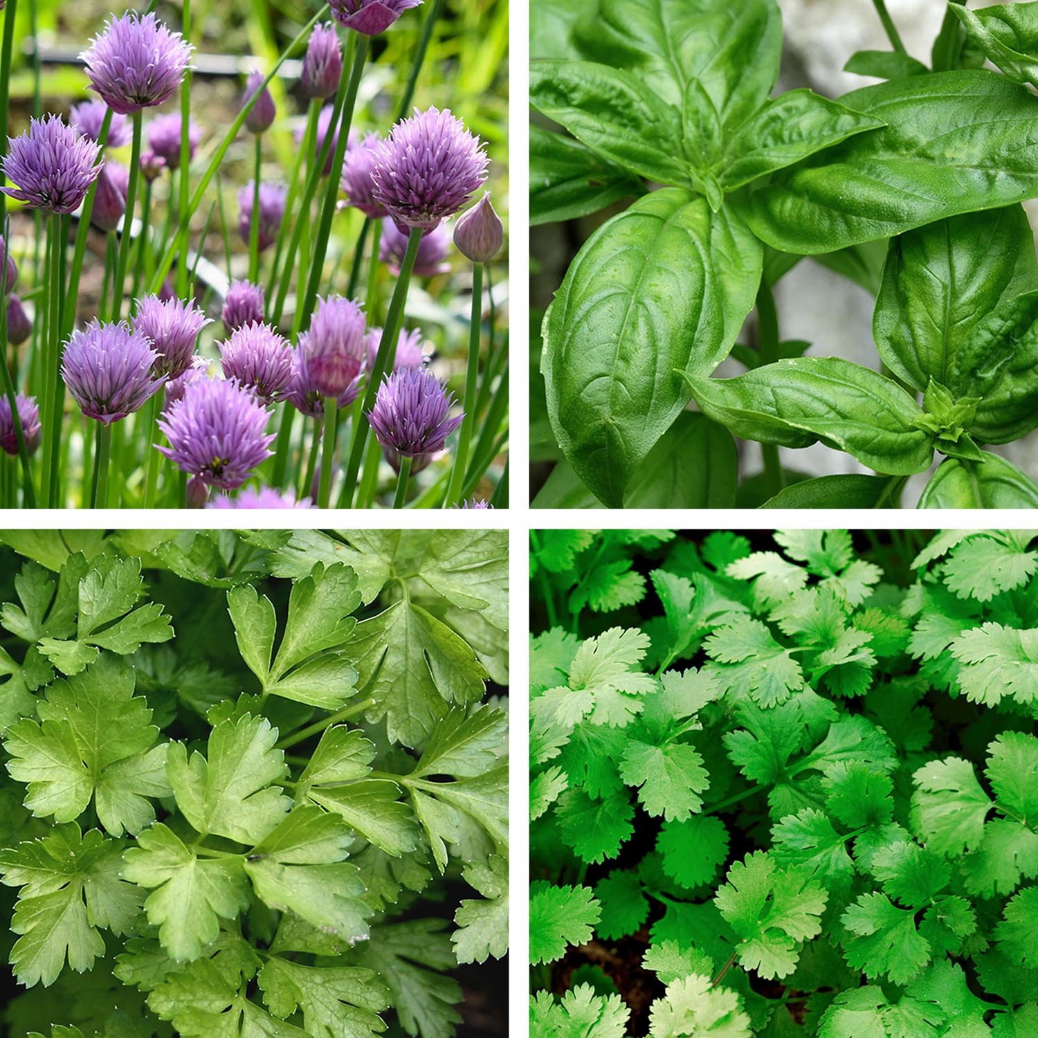 Unwins Herb Seeds Collection - 4 Packets
