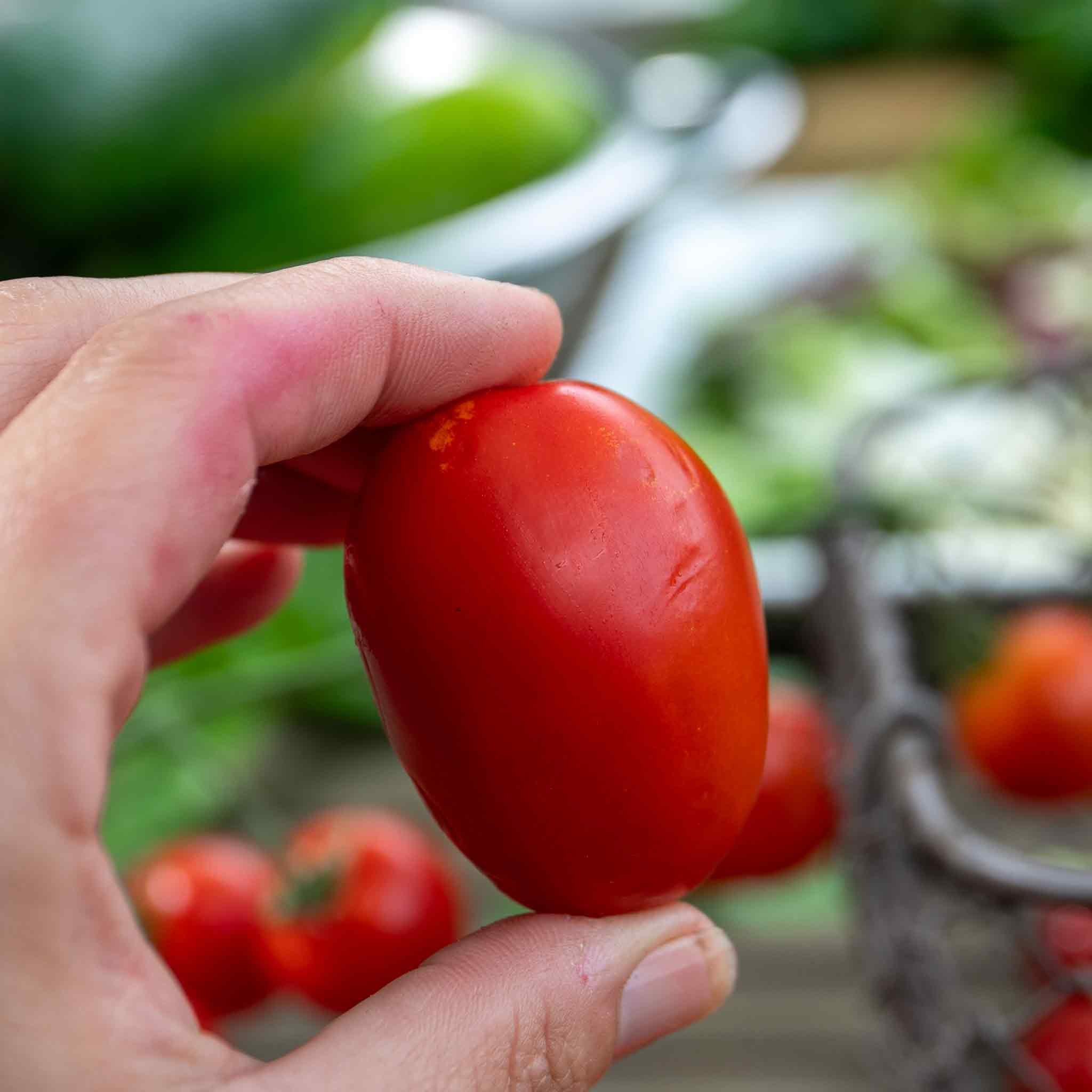 Marshalls Garden Cordon Tomato Seeds Organic 'Monterrey' F1 - 6 Seeds