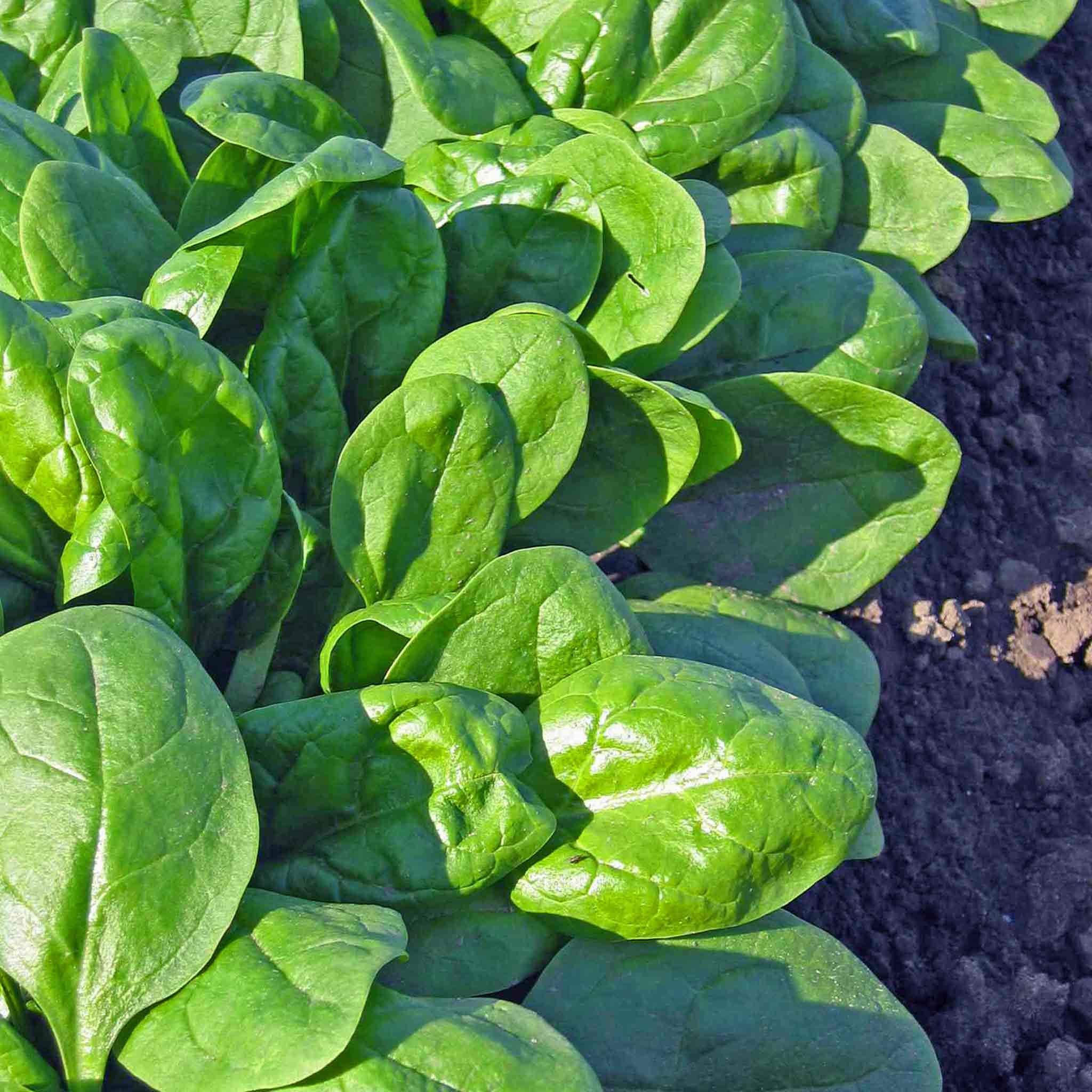 Marshalls Garden Winter Spinach 'Bella' - 12 Garden Ready Plants