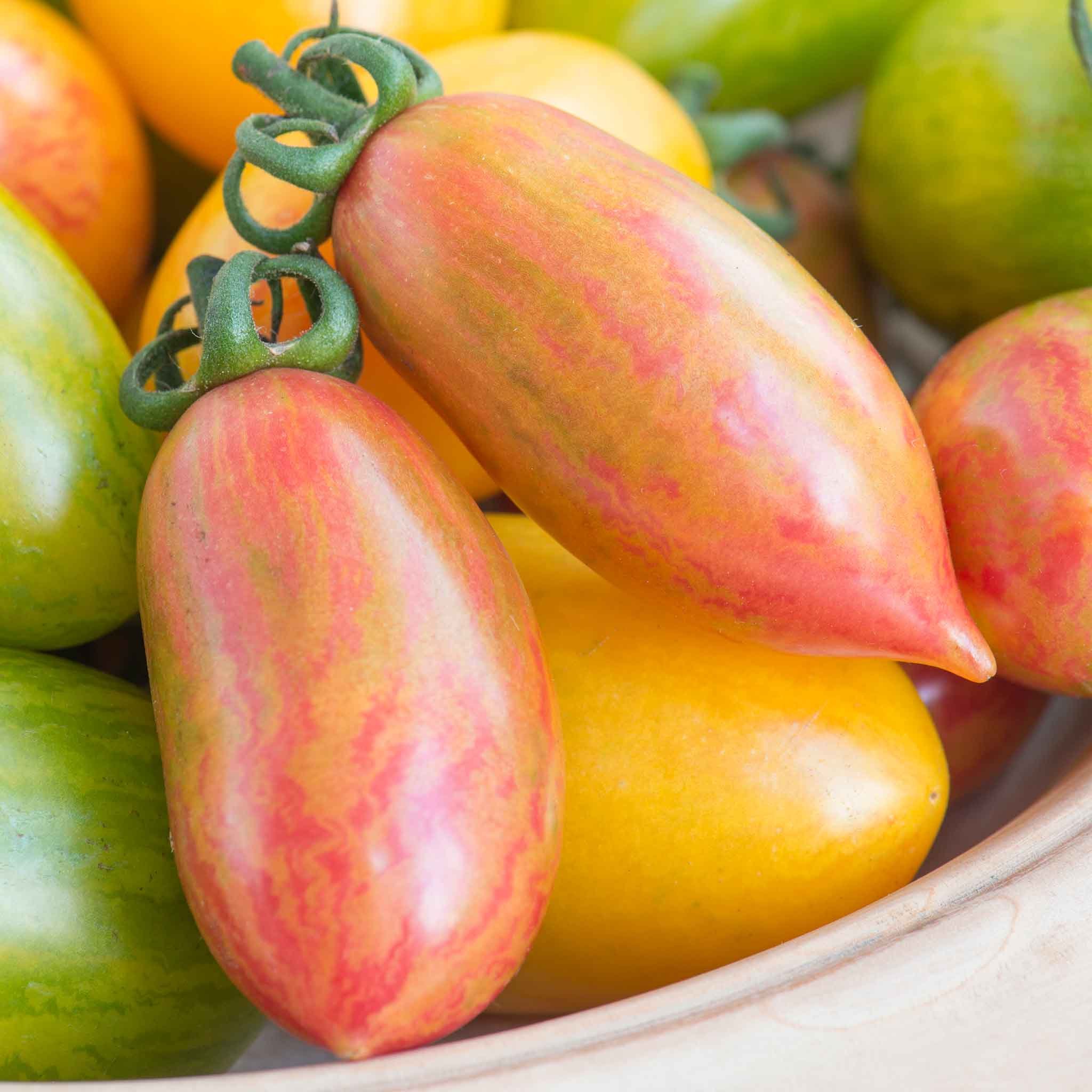 Marshalls Garden Tomato Seeds 'Pink Tiger' - 10 Seeds