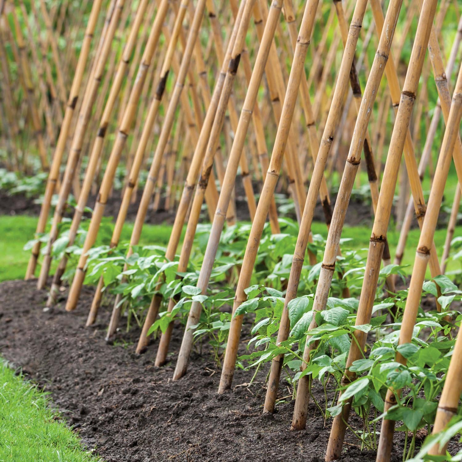 Marshalls Garden 120cm Bamboo Canes - Set of 40